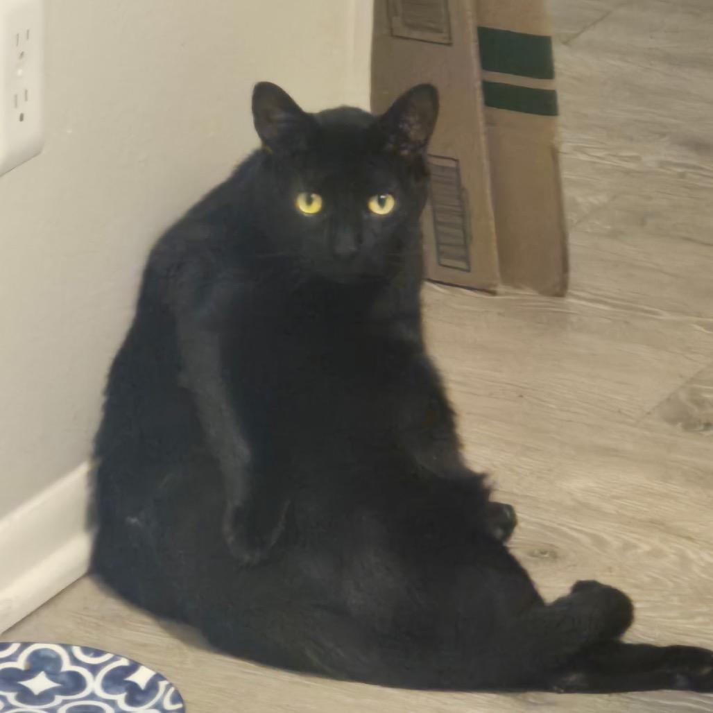 Enlarge Baby (Ricardo), a Adoptable Domestic Short Hair in Floresville, TX image 3/6