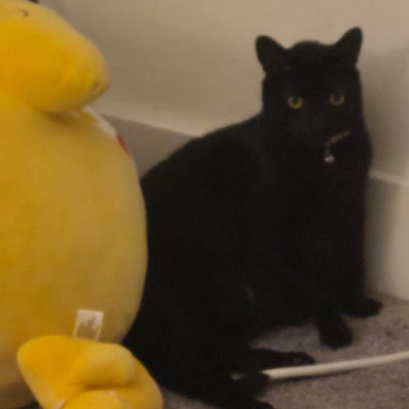 Enlarge Baby (Ricardo), a Adoptable Domestic Short Hair in Floresville, TX image 5/6