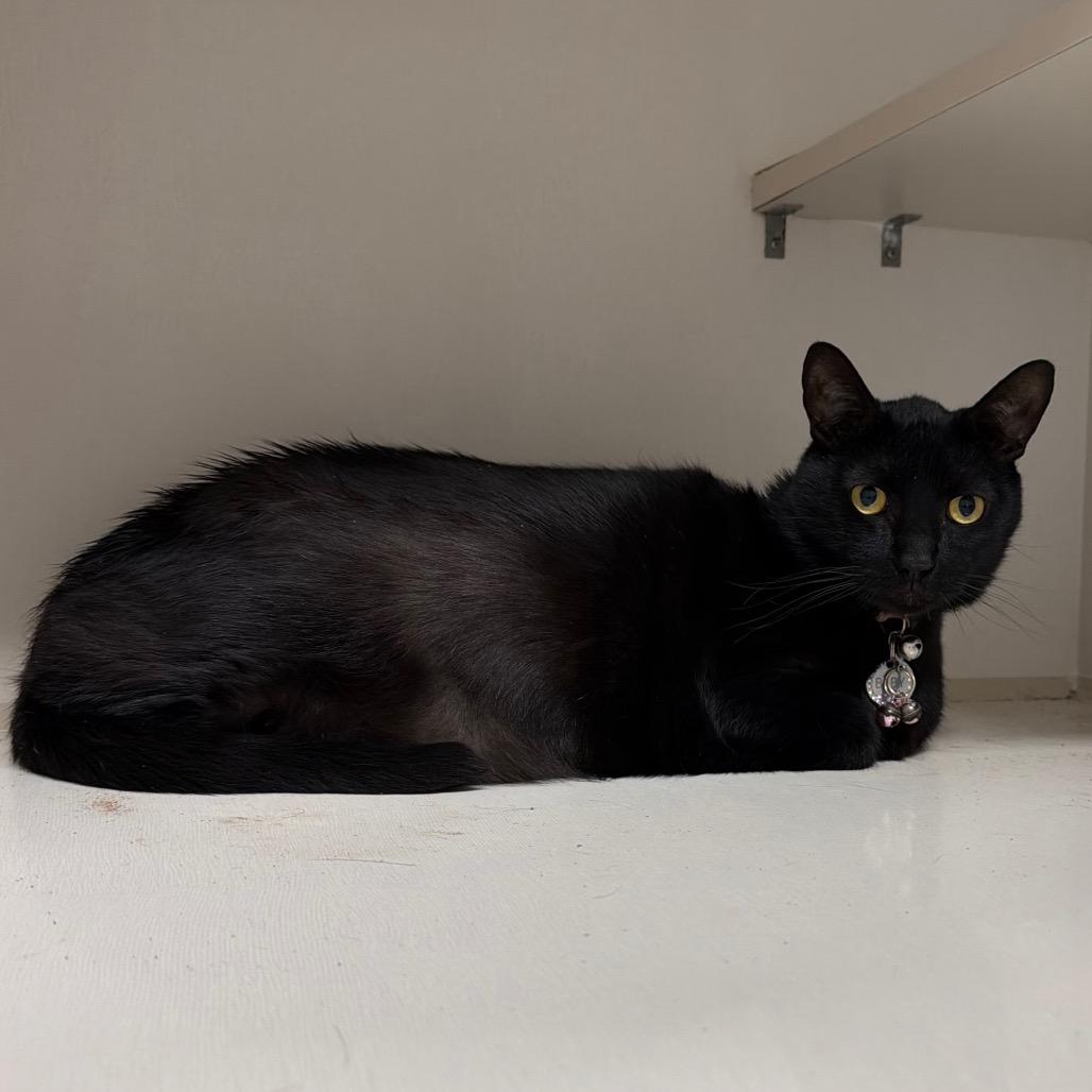 Enlarge Baby (Ricardo), a Adoptable Domestic Short Hair in Floresville, TX image 6/6