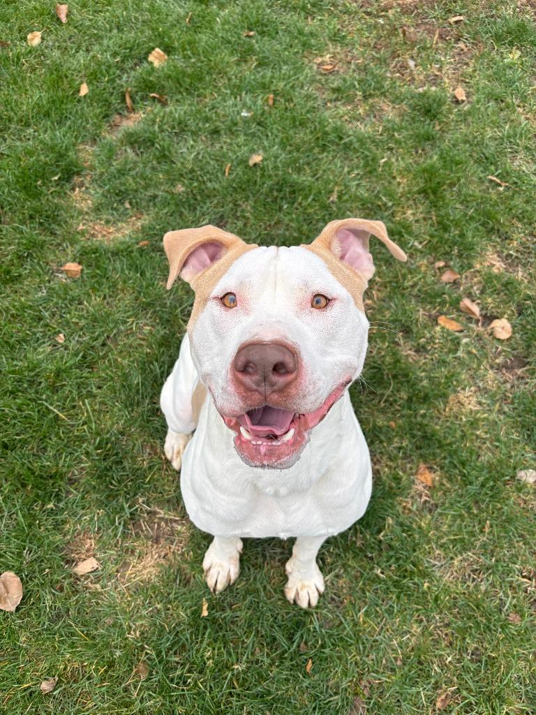 Persie, Adopted, Young Male Pit Bull Terrier & Hound.