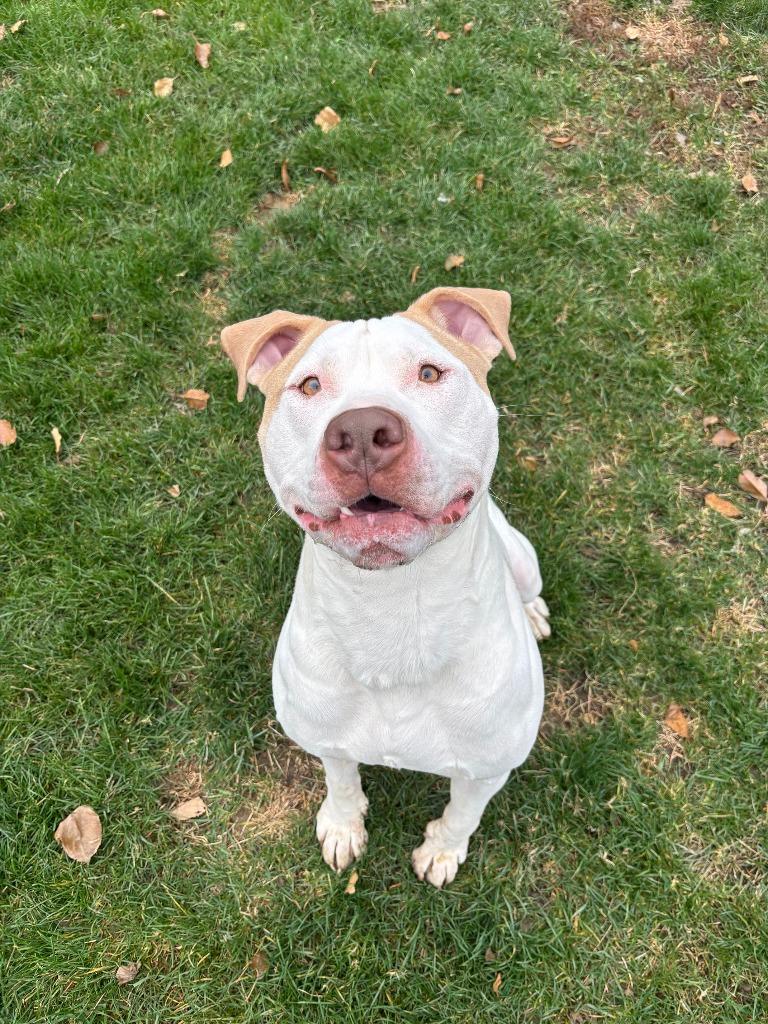 Enlarge Persie, a Adopted mixed breed in Findlay, OH image 2/4