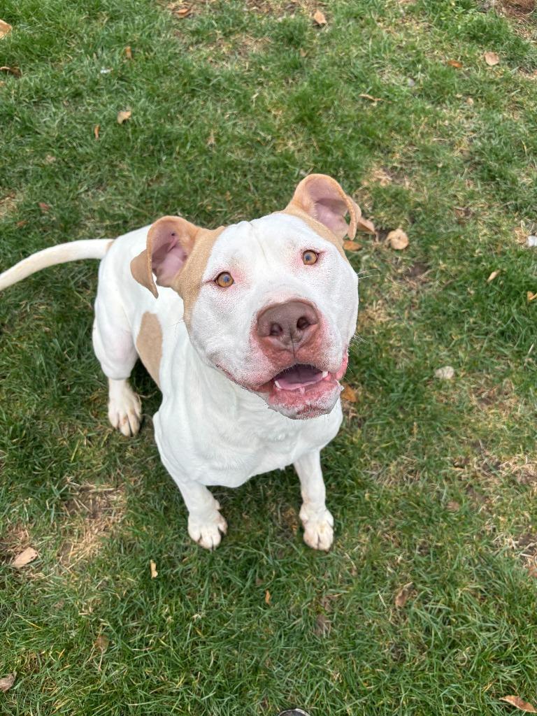 Enlarge Persie, a Adopted mixed breed in Findlay, OH image 3/4