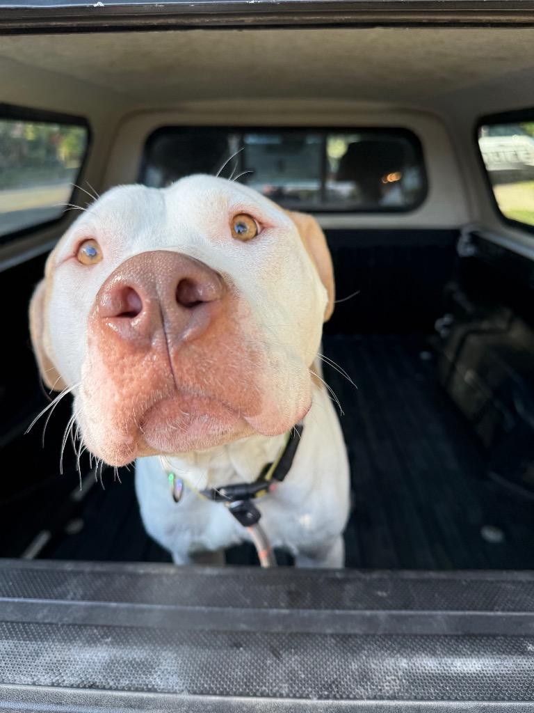 Enlarge Persie, a Adopted mixed breed in Findlay, OH image 4/4