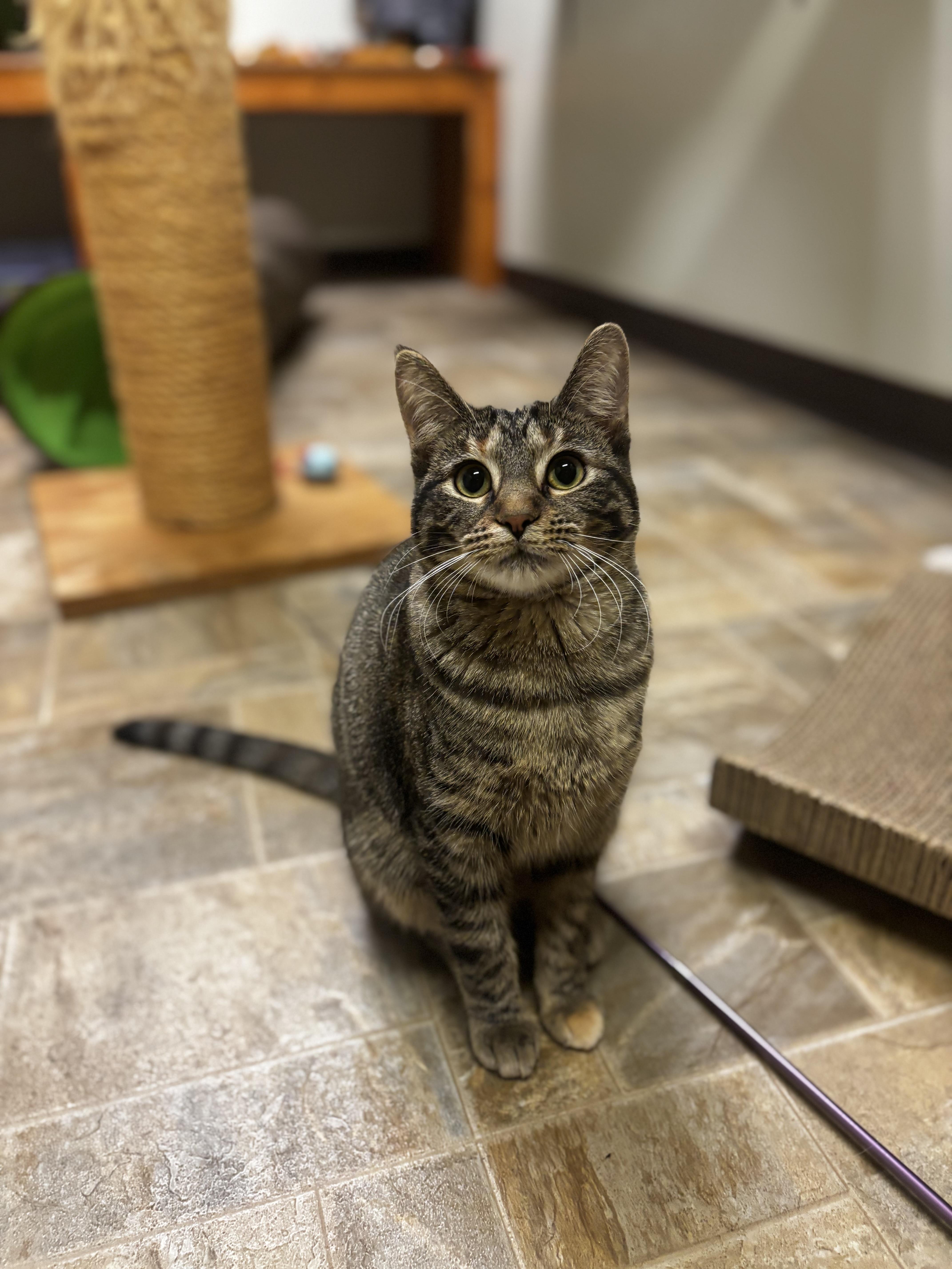 Enlarge Cupcake, a ADOPTABLE Domestic Short Hair in Dodgeville, WI image 5/6