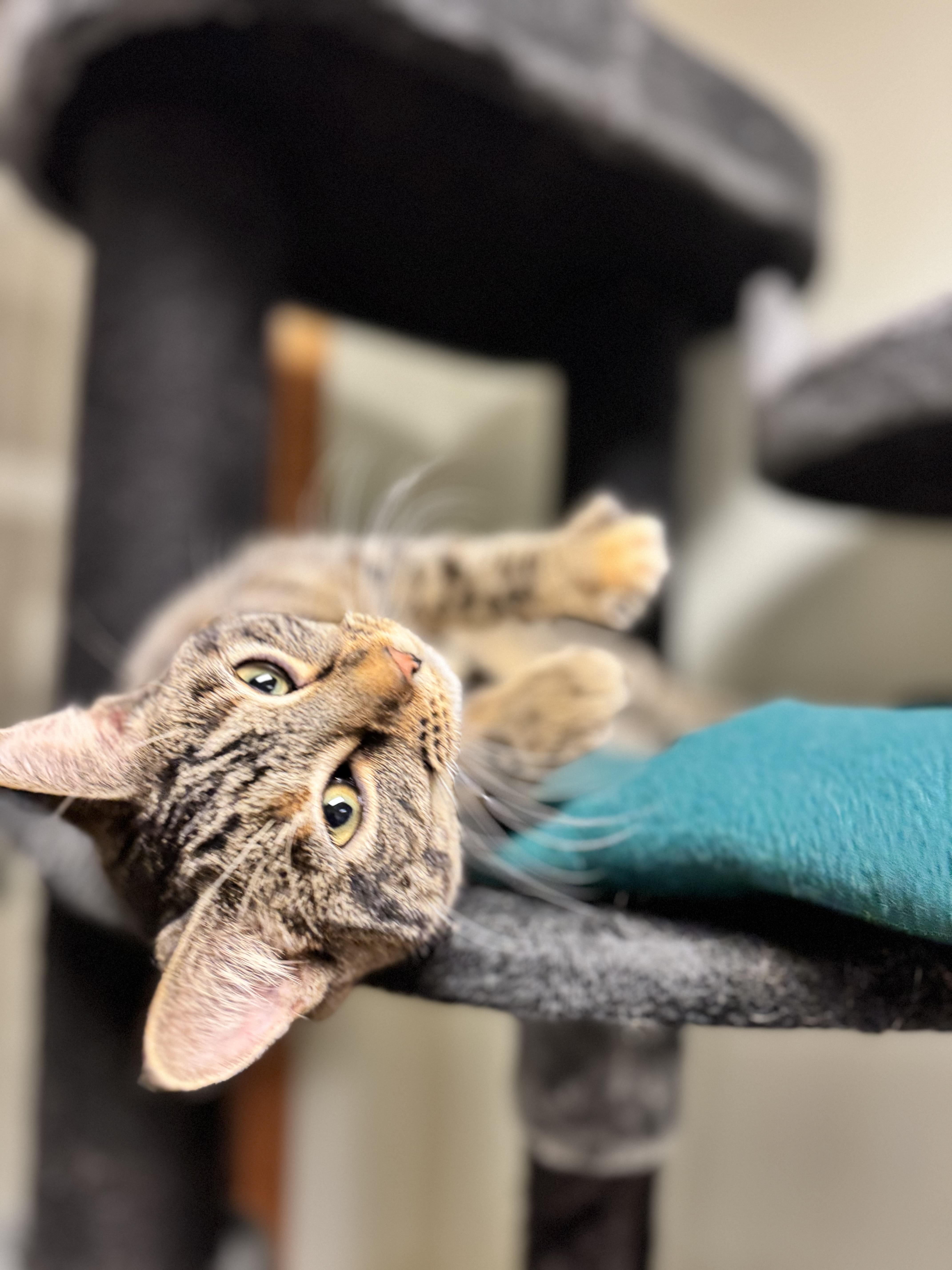 Cupcake, a ADOPTABLE Domestic Short Hair in Dodgeville, WI image 5/5