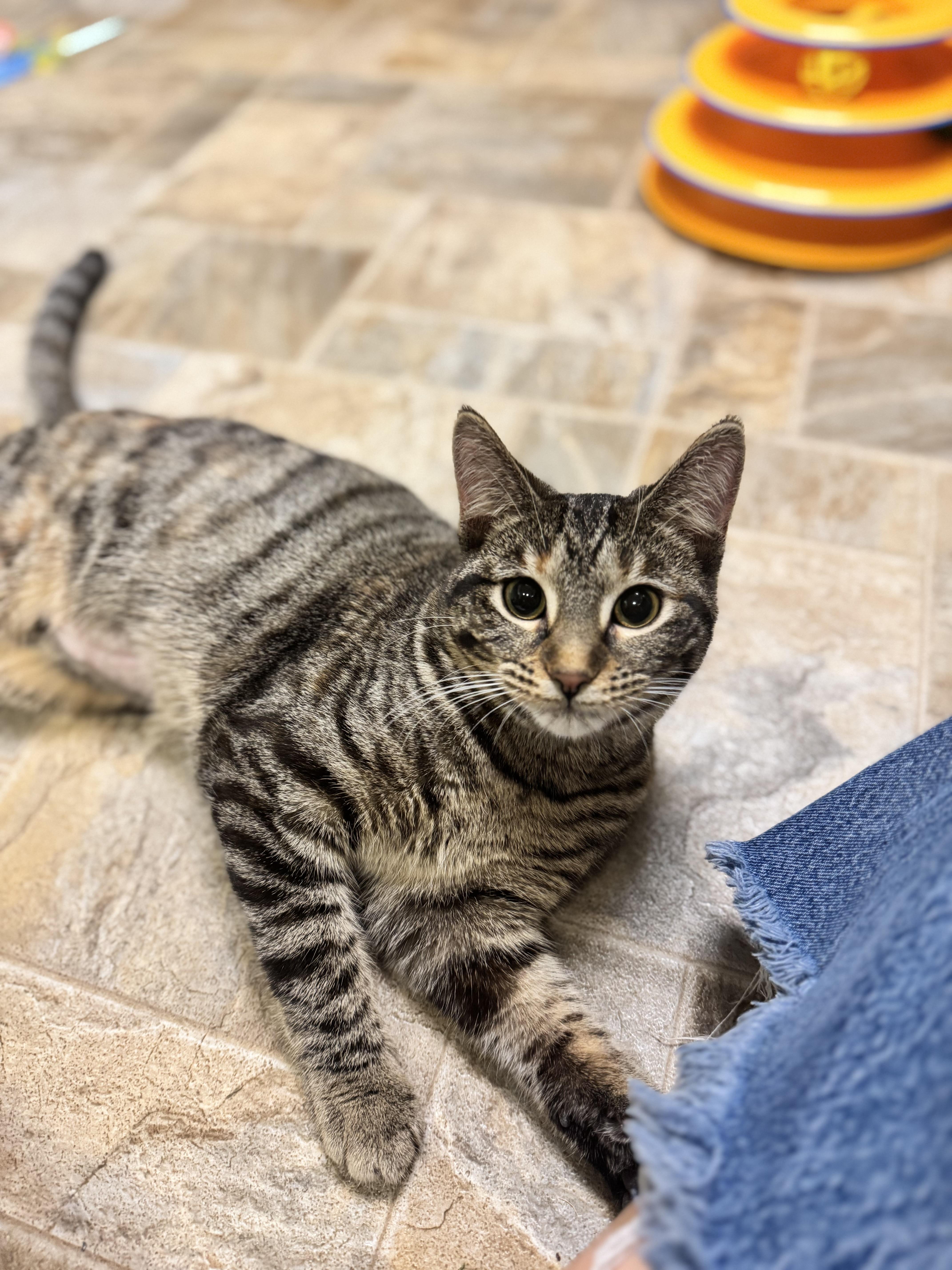 Cupcake, ADOPTABLE, Adult Female Domestic Short Hair.