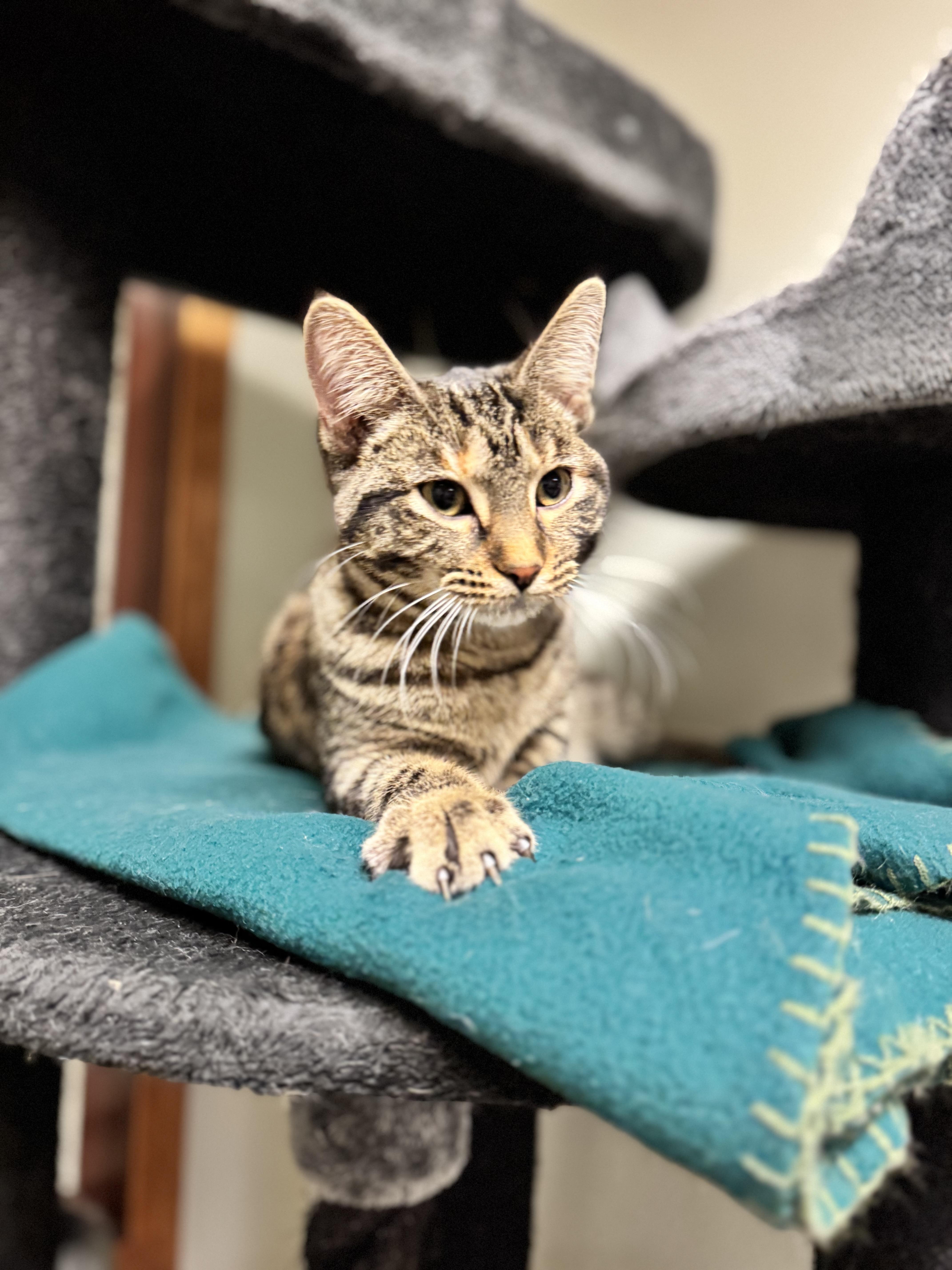 Cupcake, a ADOPTABLE Domestic Short Hair in Dodgeville, WI image 3/5