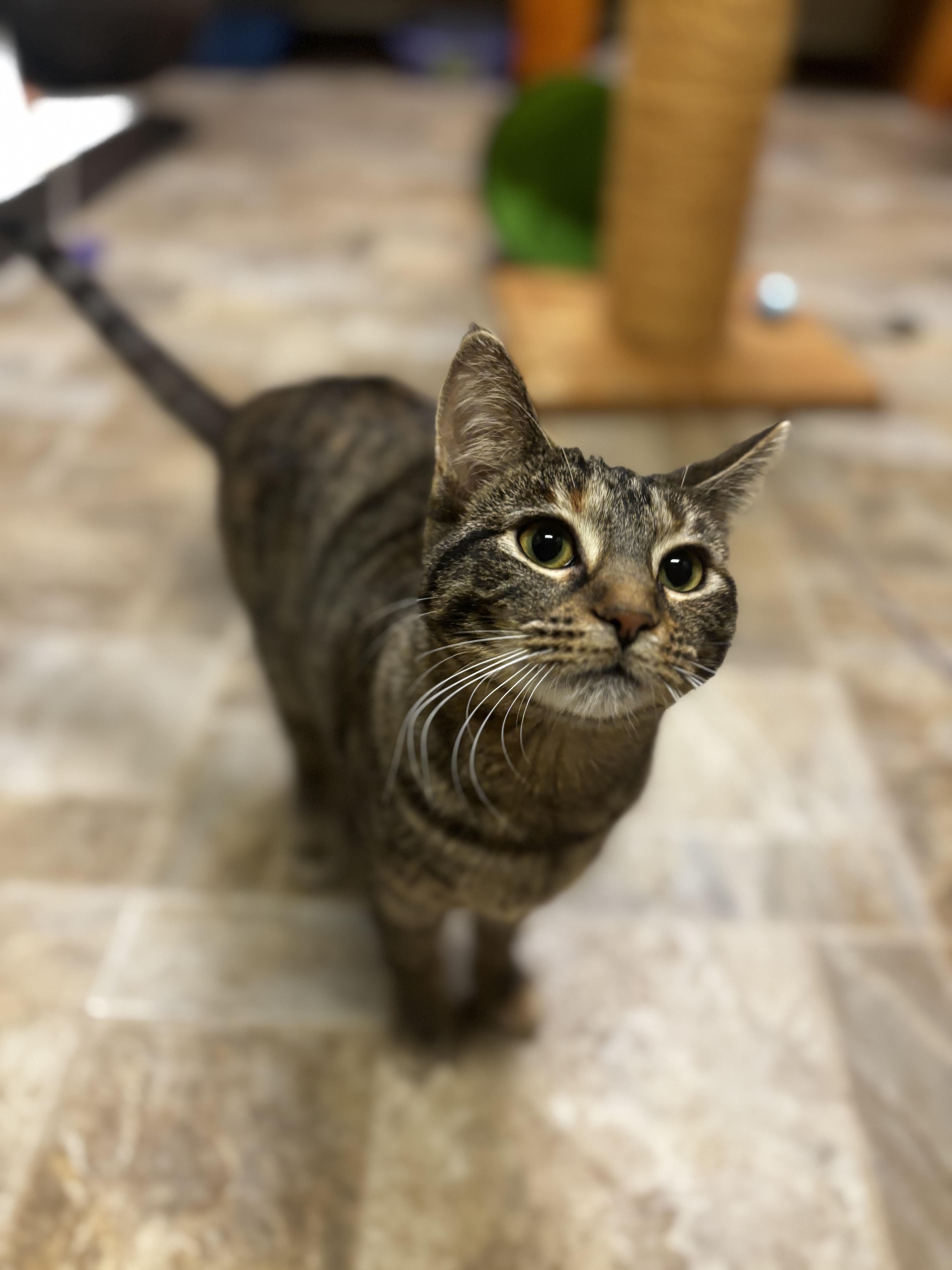 Enlarge Cupcake, a ADOPTABLE Domestic Short Hair in Dodgeville, WI image 6/6