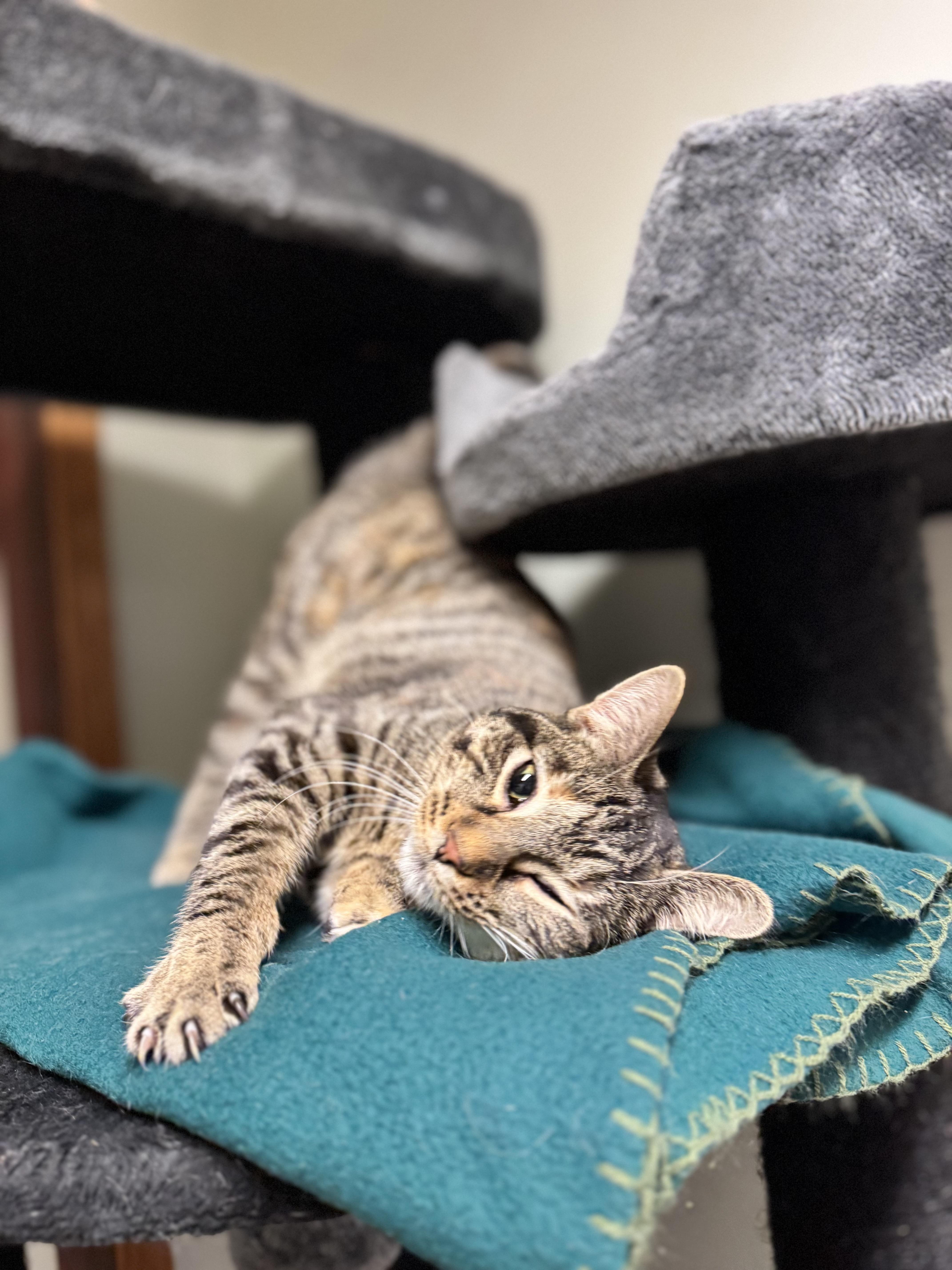Cupcake, a ADOPTABLE Domestic Short Hair in Dodgeville, WI image 4/5