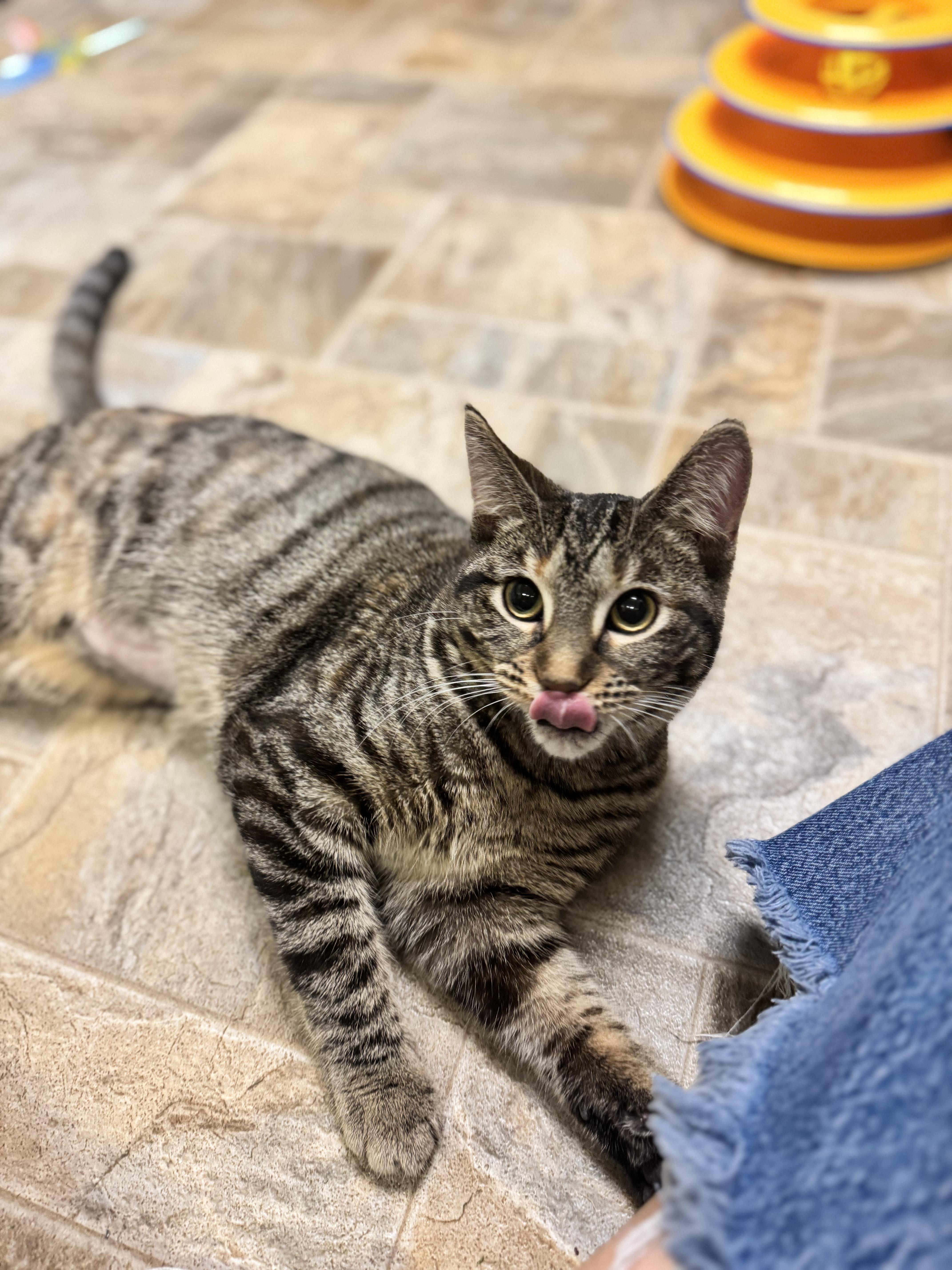 Cupcake, a ADOPTABLE Domestic Short Hair in Dodgeville, WI image 2/5