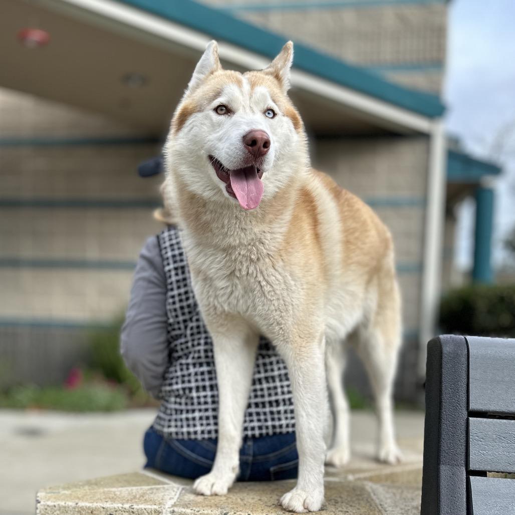 Enlarge Yogi, a ADOPTABLE Siberian Husky in Dublin, CA image 4/4