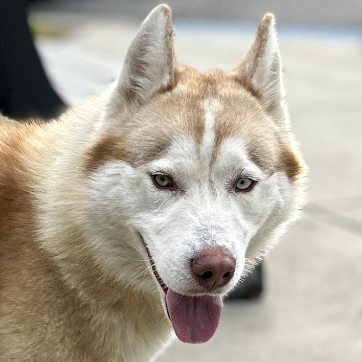 Enlarge Yogi, a ADOPTABLE Siberian Husky in Dublin, CA image 2/4