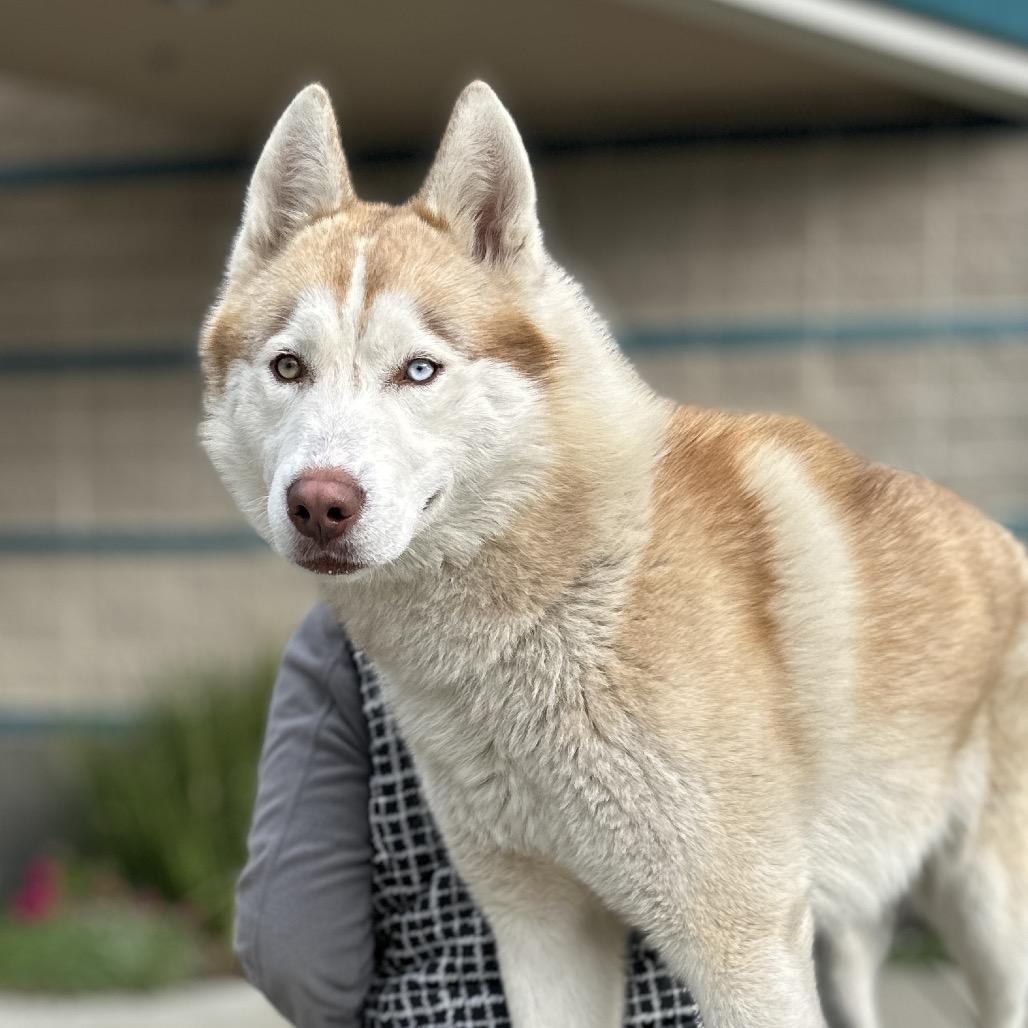 Enlarge Yogi, a ADOPTABLE Siberian Husky in Dublin, CA image 1/4