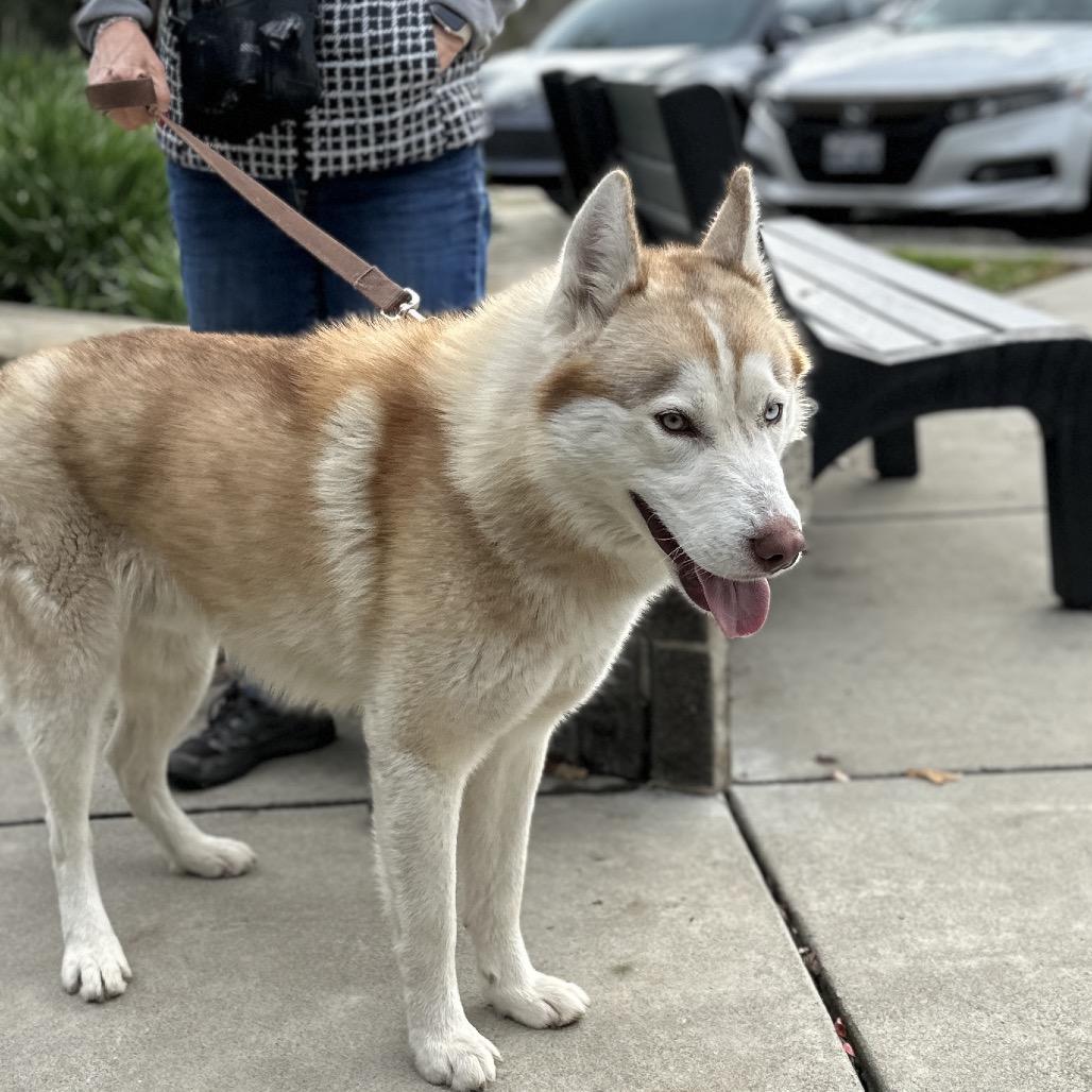 Enlarge Yogi, a ADOPTABLE Siberian Husky in Dublin, CA image 3/4