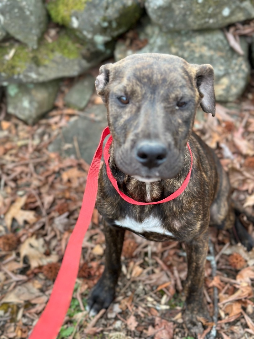 Sally, Adopted, Puppy Female Plott Hound & Black Mouth Cur.