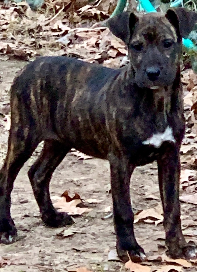 Sally, a Adopted mixed breed in Bedminster , NJ image 2/6