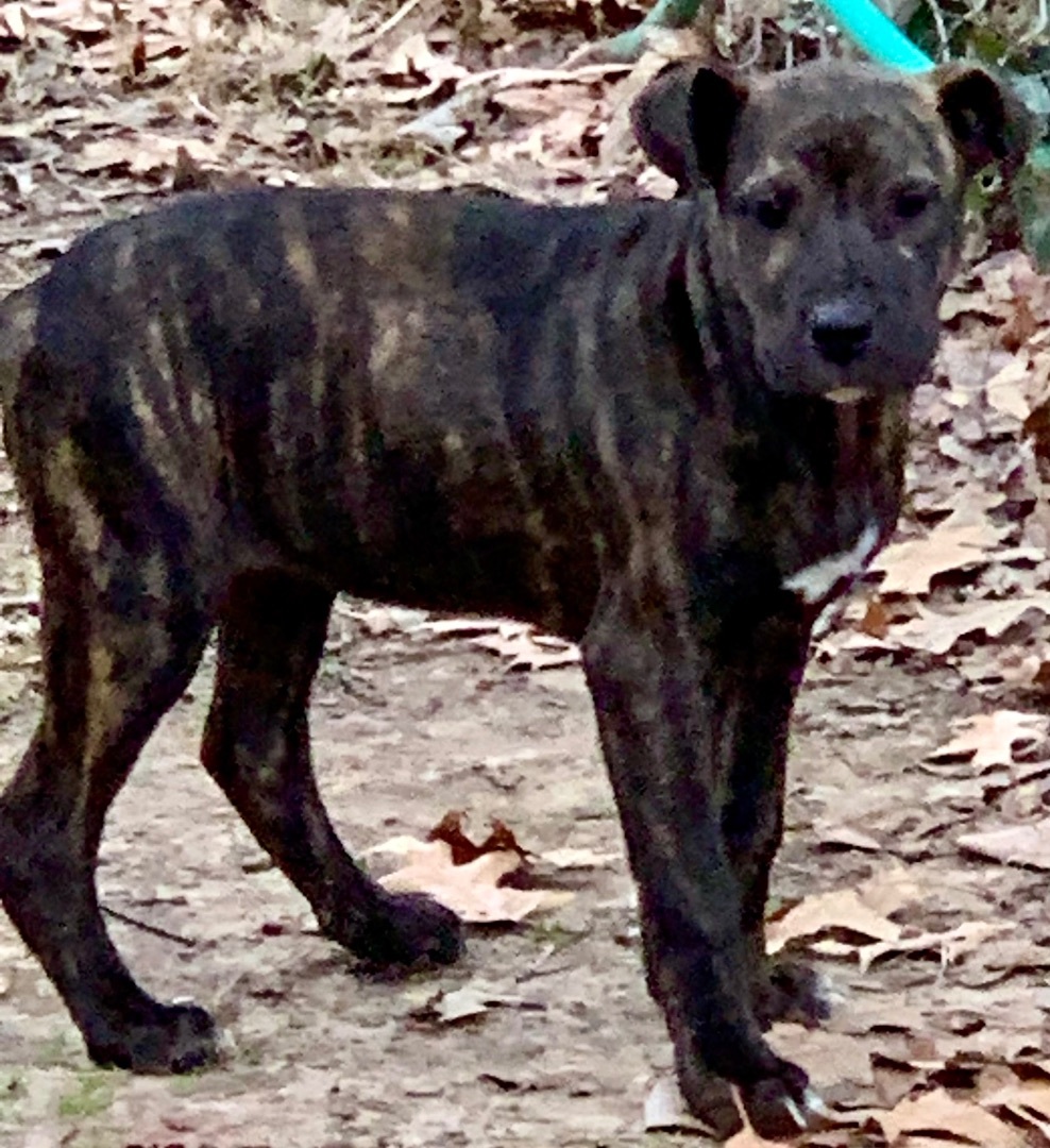 Sally, a Adopted mixed breed in Bedminster , NJ image 3/6