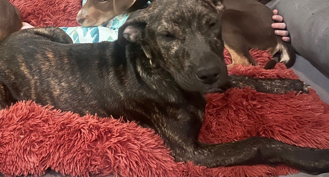 Sally, a Adopted mixed breed in Bedminster , NJ image 4/6