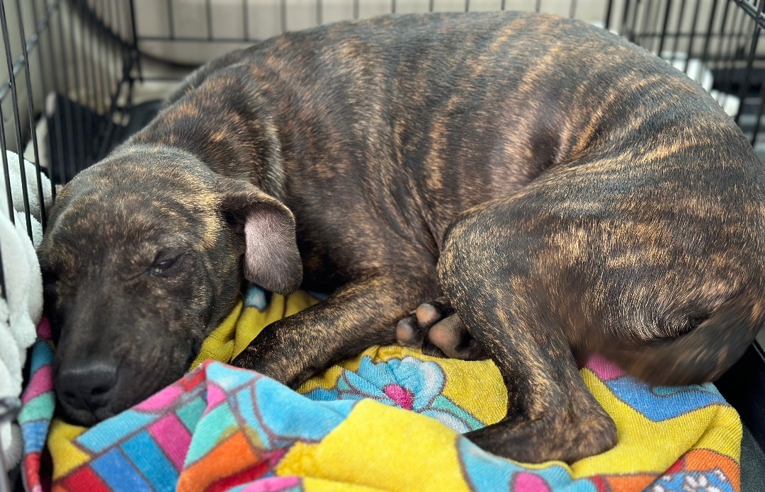 Sally, a Adopted mixed breed in Bedminster , NJ image 5/6