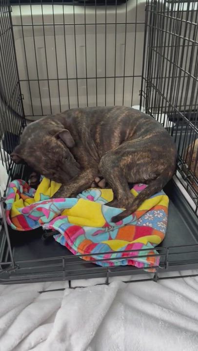 Enlarge Sally, a Adopted mixed breed in Bedminster , NJ video 6/6