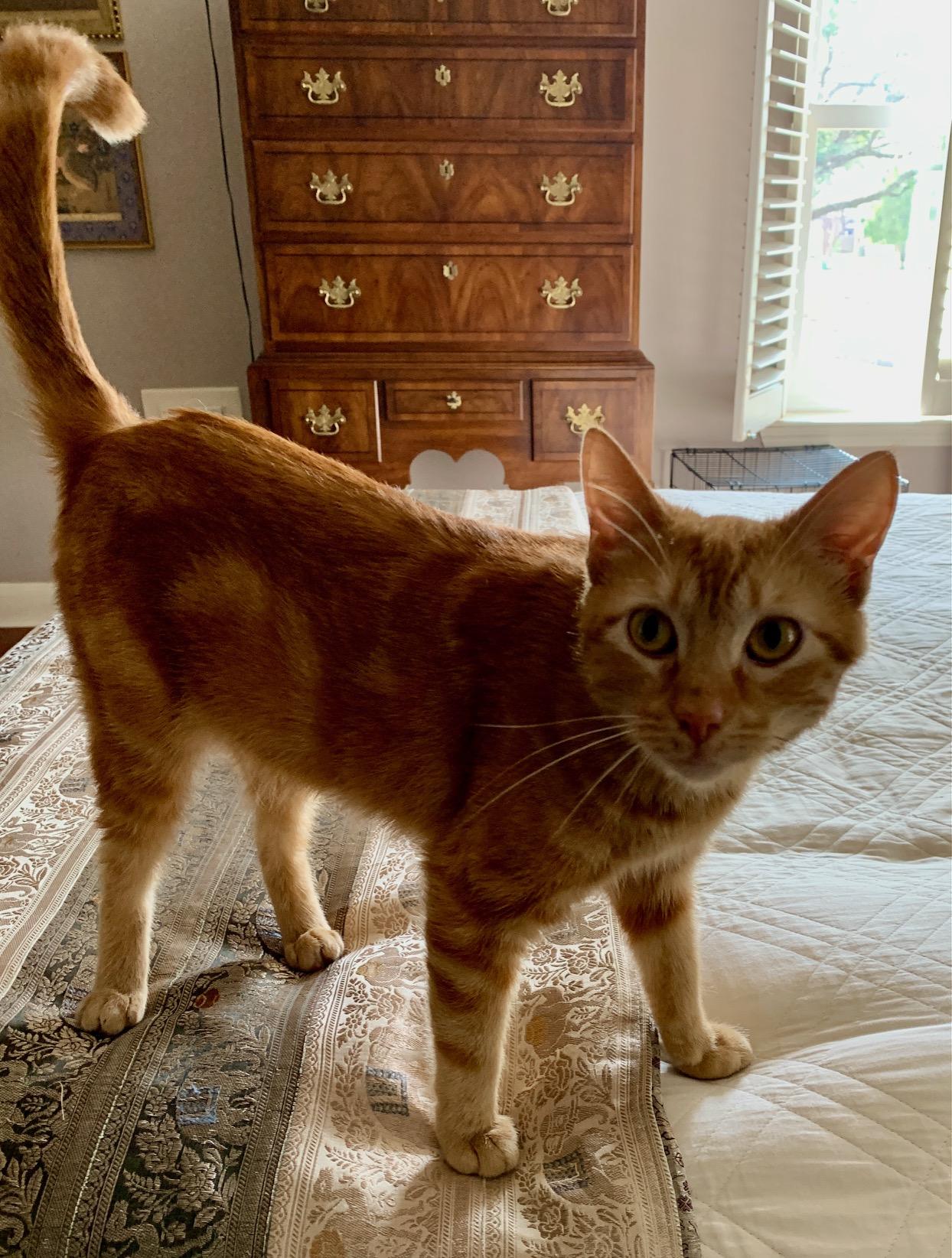 Sweet Flower - Purrfect Little Girl!, a Adoptable Domestic Short Hair in Houston, TX image 5/5