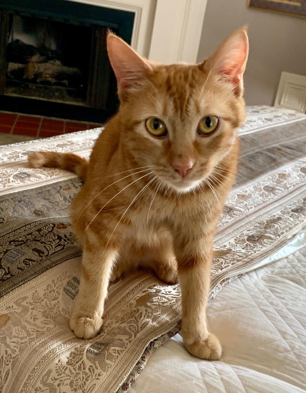 Sweet Flower - Purrfect Little Girl!, a Adoptable Domestic Short Hair in Houston, TX image 2/5