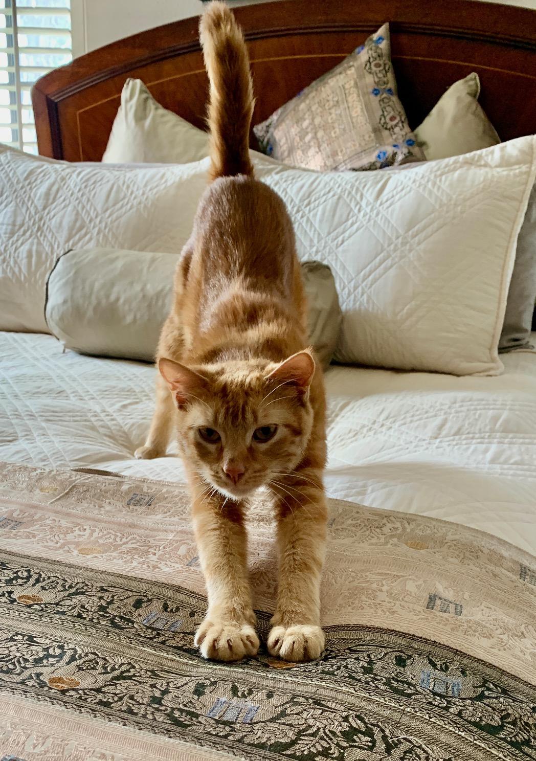 Sweet Flower - Purrfect Little Girl!, a Adoptable Domestic Short Hair in Houston, TX image 3/5