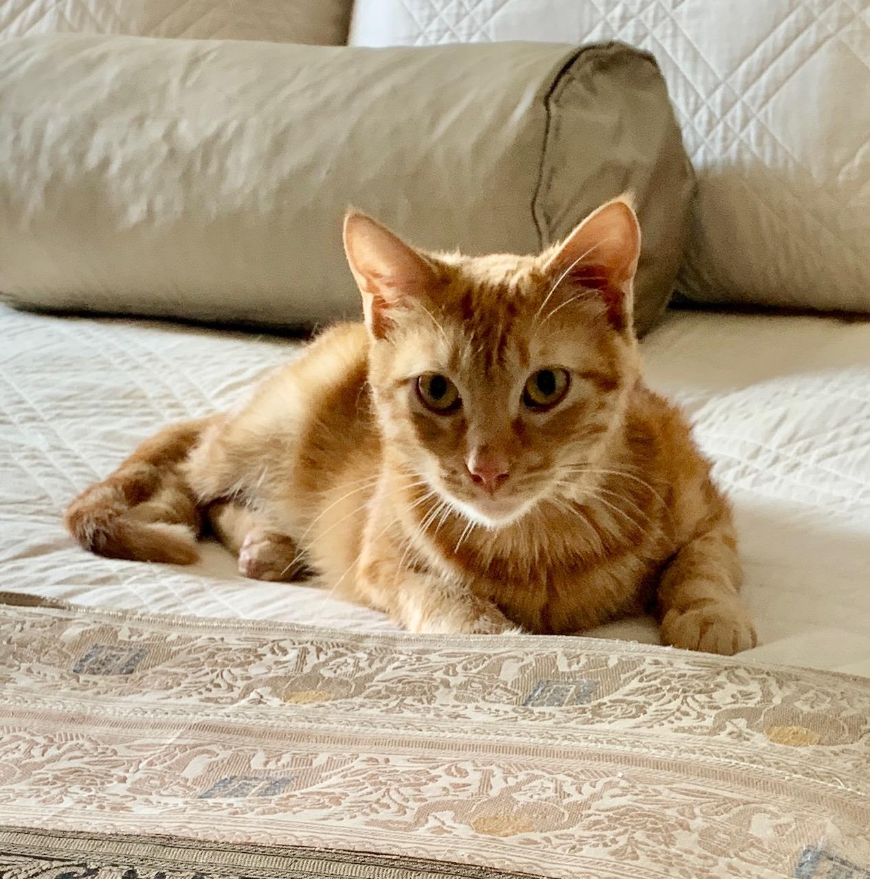 Sweet Flower - Purrfect Little Girl!, a Adoptable Domestic Short Hair in Houston, TX image 1/5