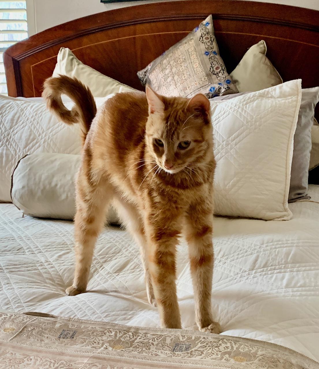 Sweet Flower - Purrfect Little Girl!, a Adoptable Domestic Short Hair in Houston, TX image 4/5