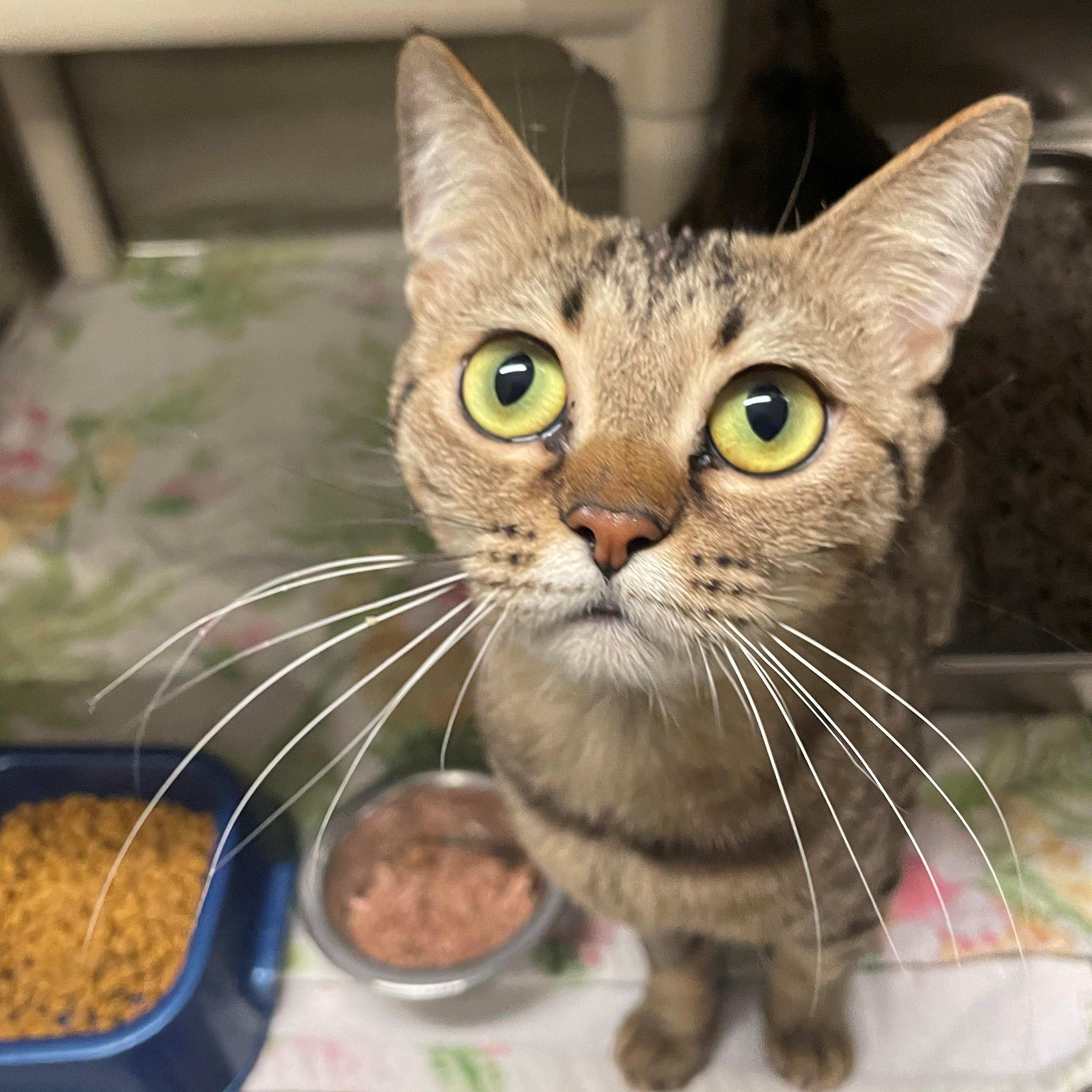 Clove CS-469/25, adopted, Young Female Bengal.