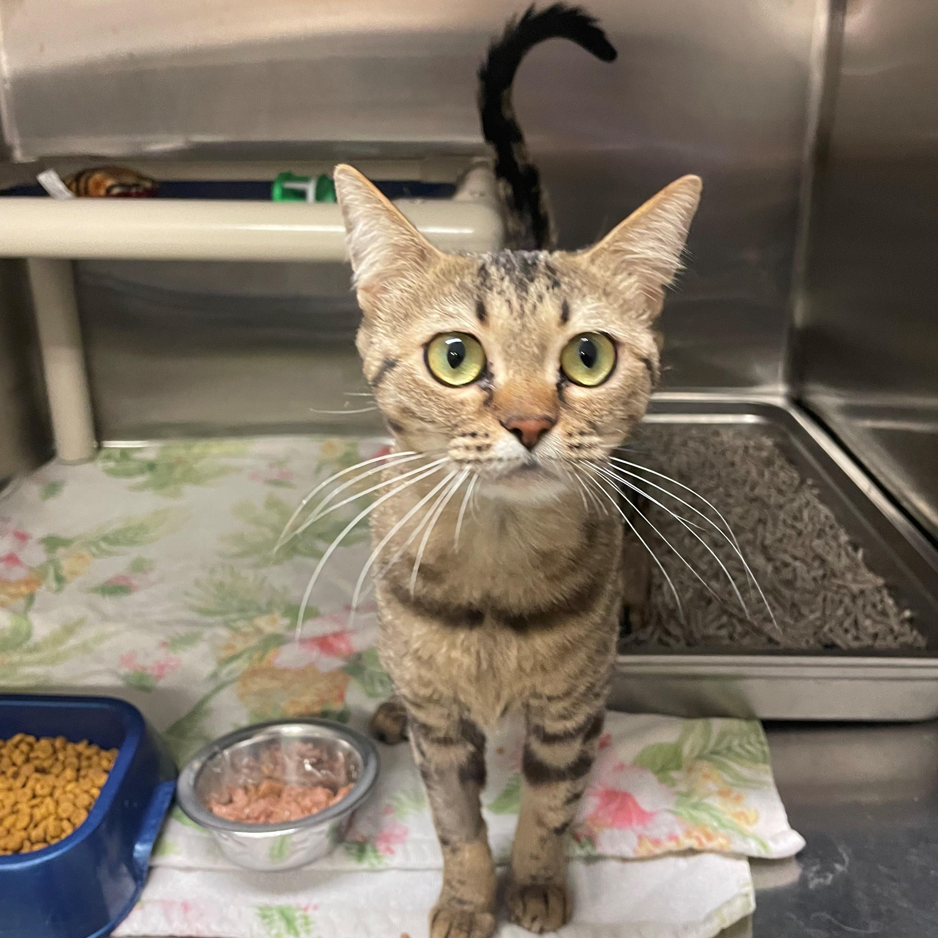 Enlarge Clove CS-469/25, an adopted mixed breed in Burlington, ON image 3/3