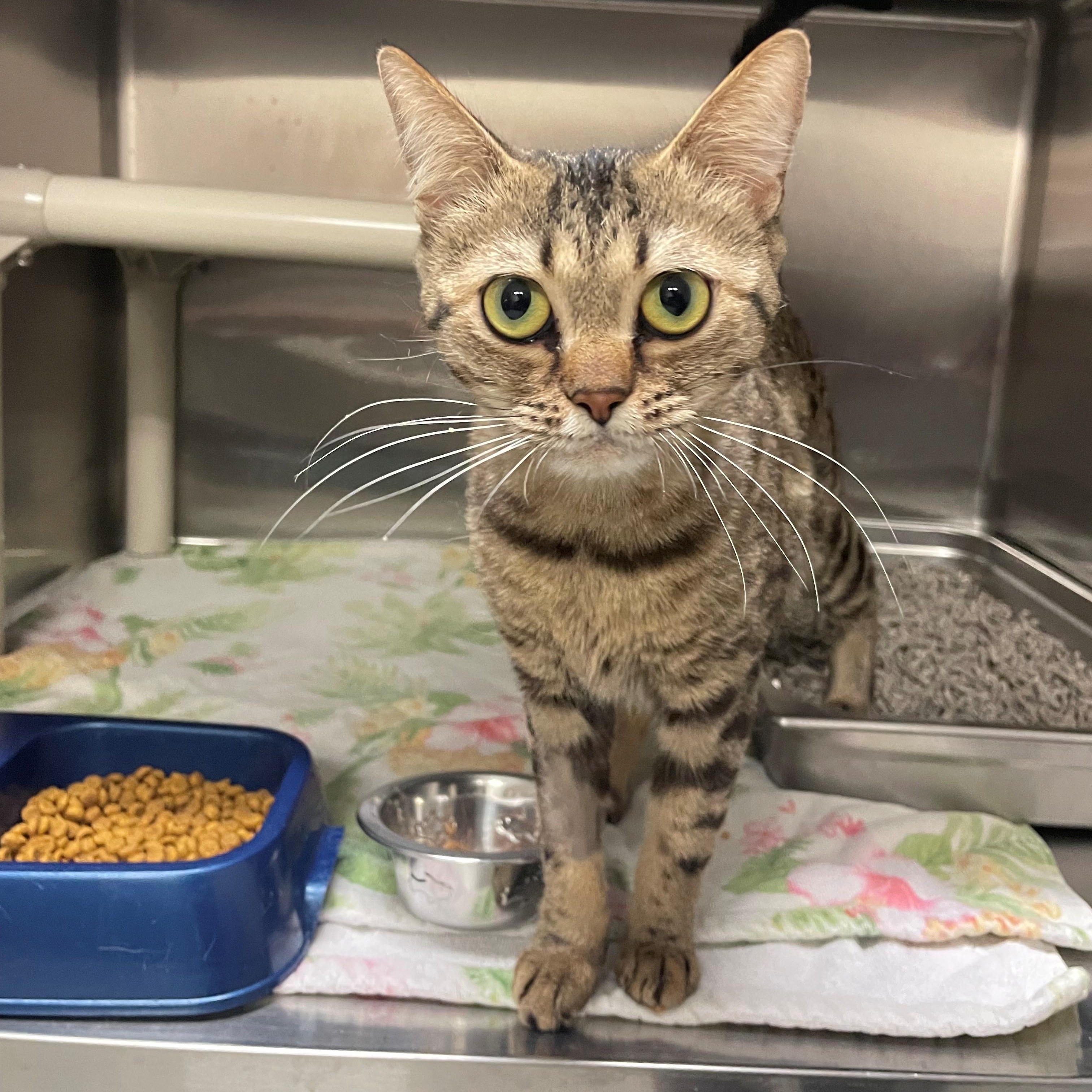 Enlarge Clove CS-469/25, an adopted mixed breed in Burlington, ON image 2/3