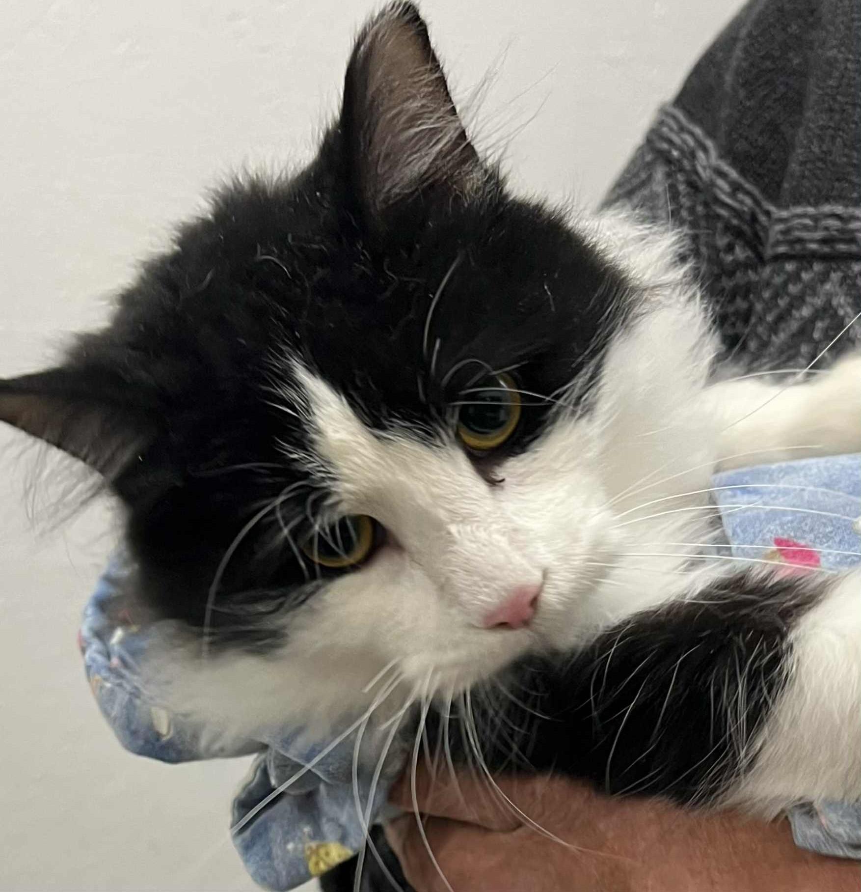 Handsome Hillman, Adoptable, Young Male Domestic Long Hair.