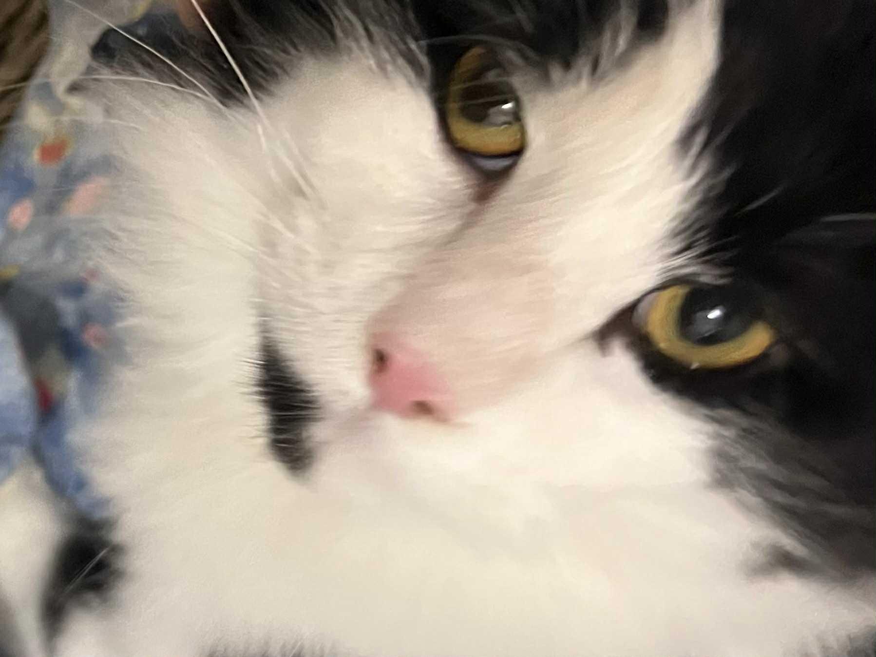 Handsome Hillman, a Adoptable Domestic Long Hair in Hamilton, ON image 3/4