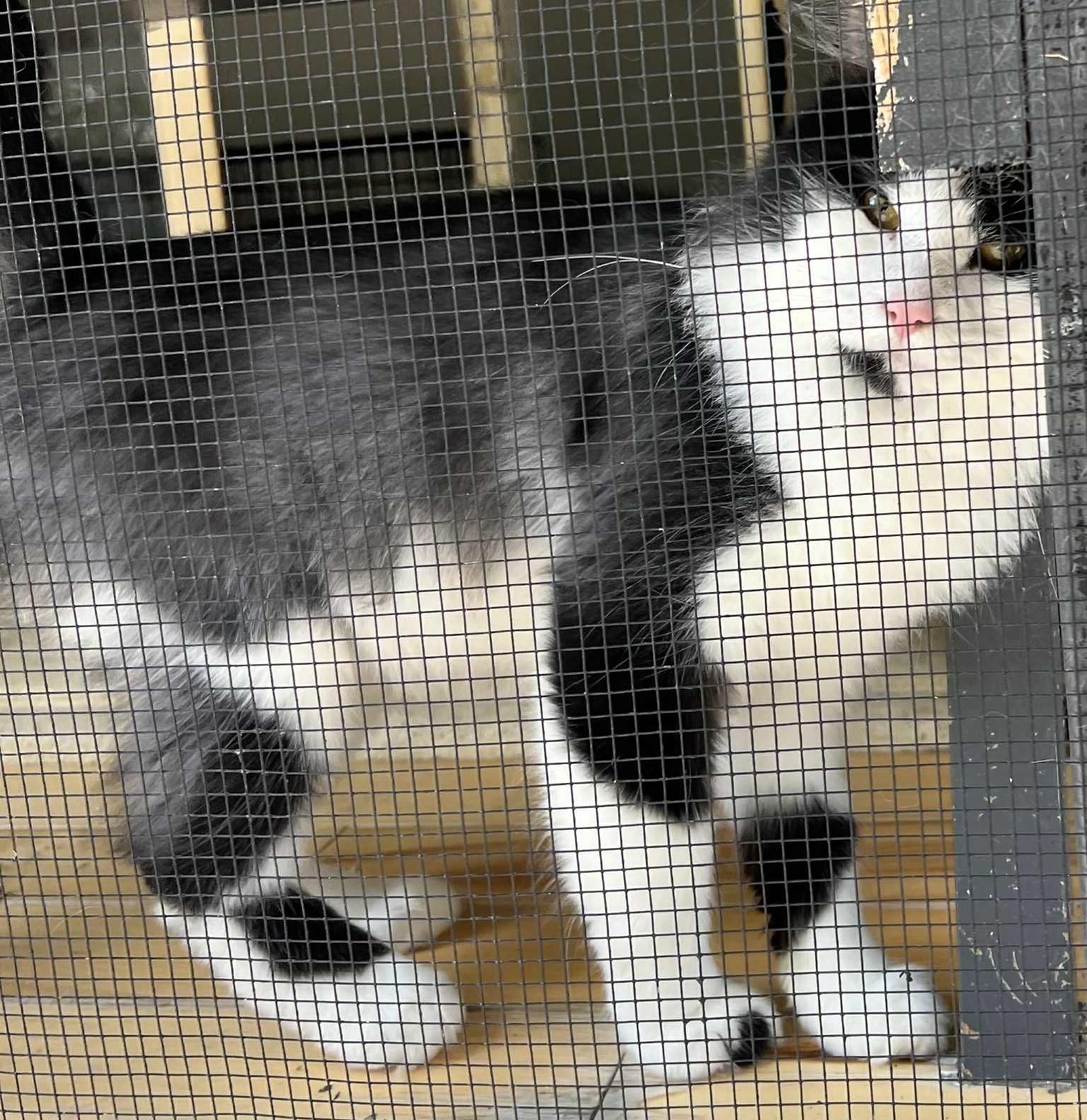 Handsome Hillman, a Adoptable Domestic Long Hair in Hamilton, ON image 4/4