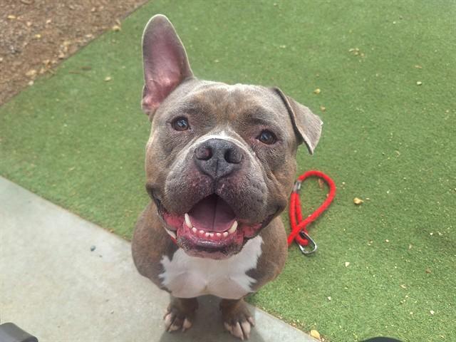 BRISKET, Adoptable, Adult Male Staffordshire Bull Terrier & Mixed Breed.