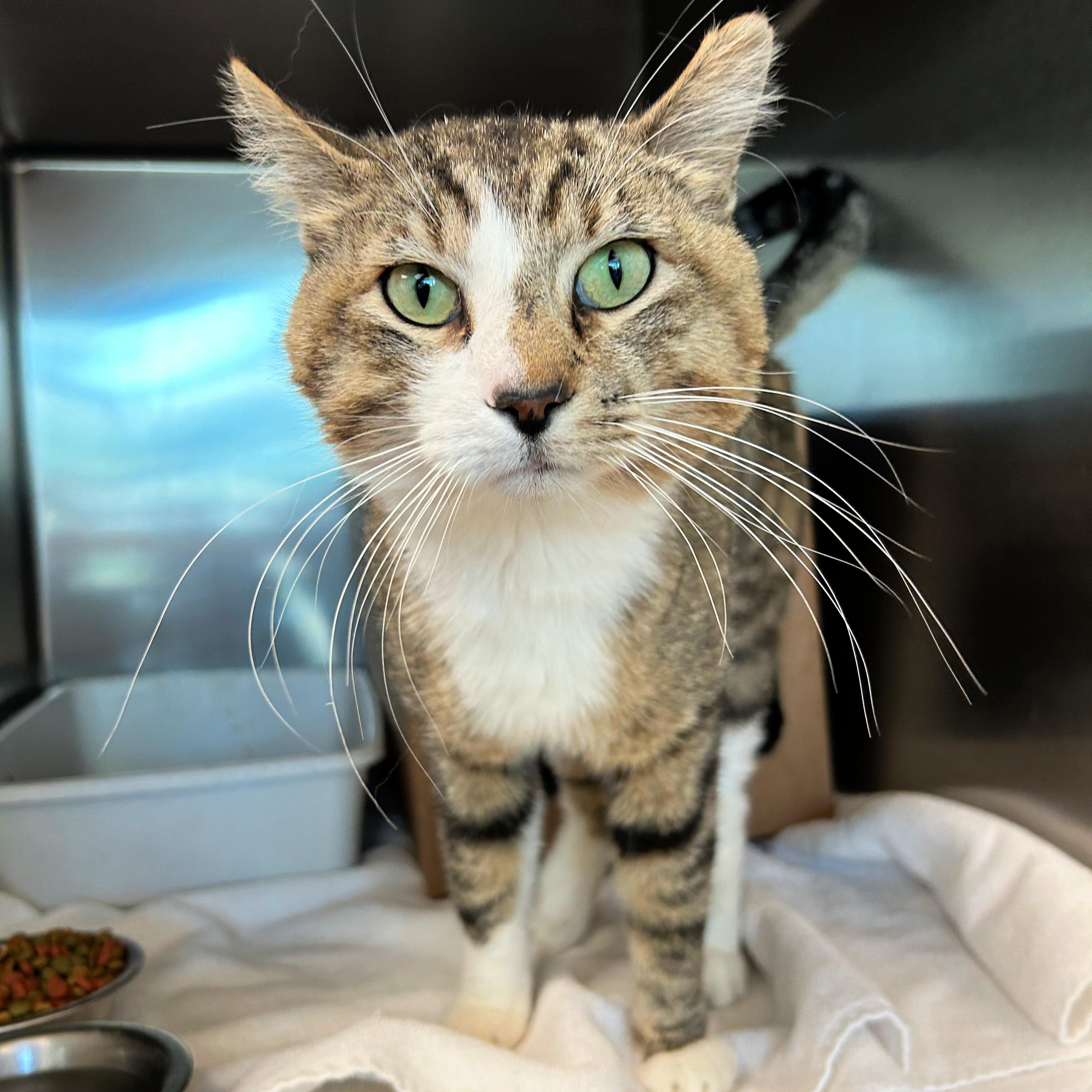 Enlarge Russia, a ADOPTABLE mixed breed in Lindon, UT image 1/1