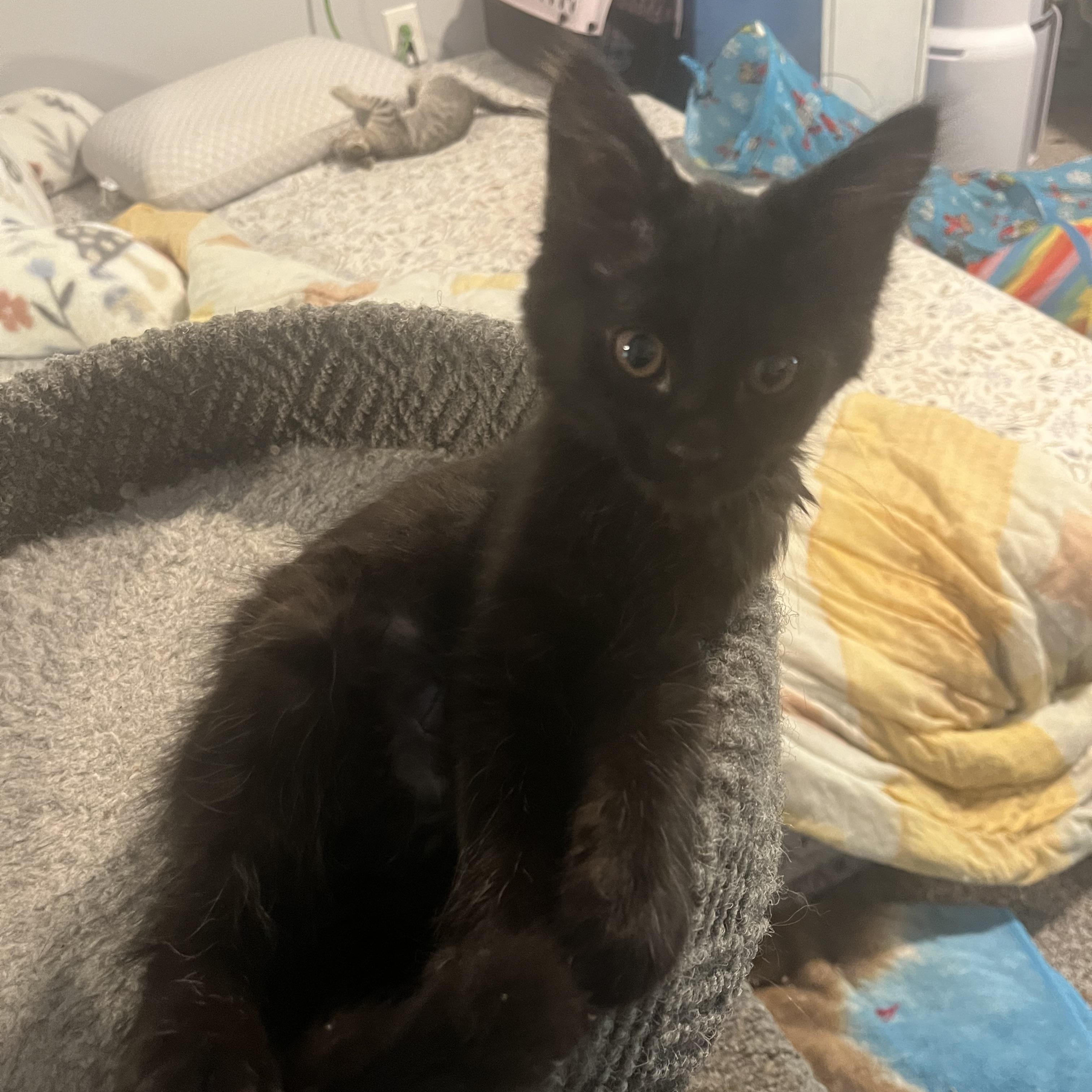 Frijoles, ADOPTABLE, Kitten Female Domestic Short Hair.