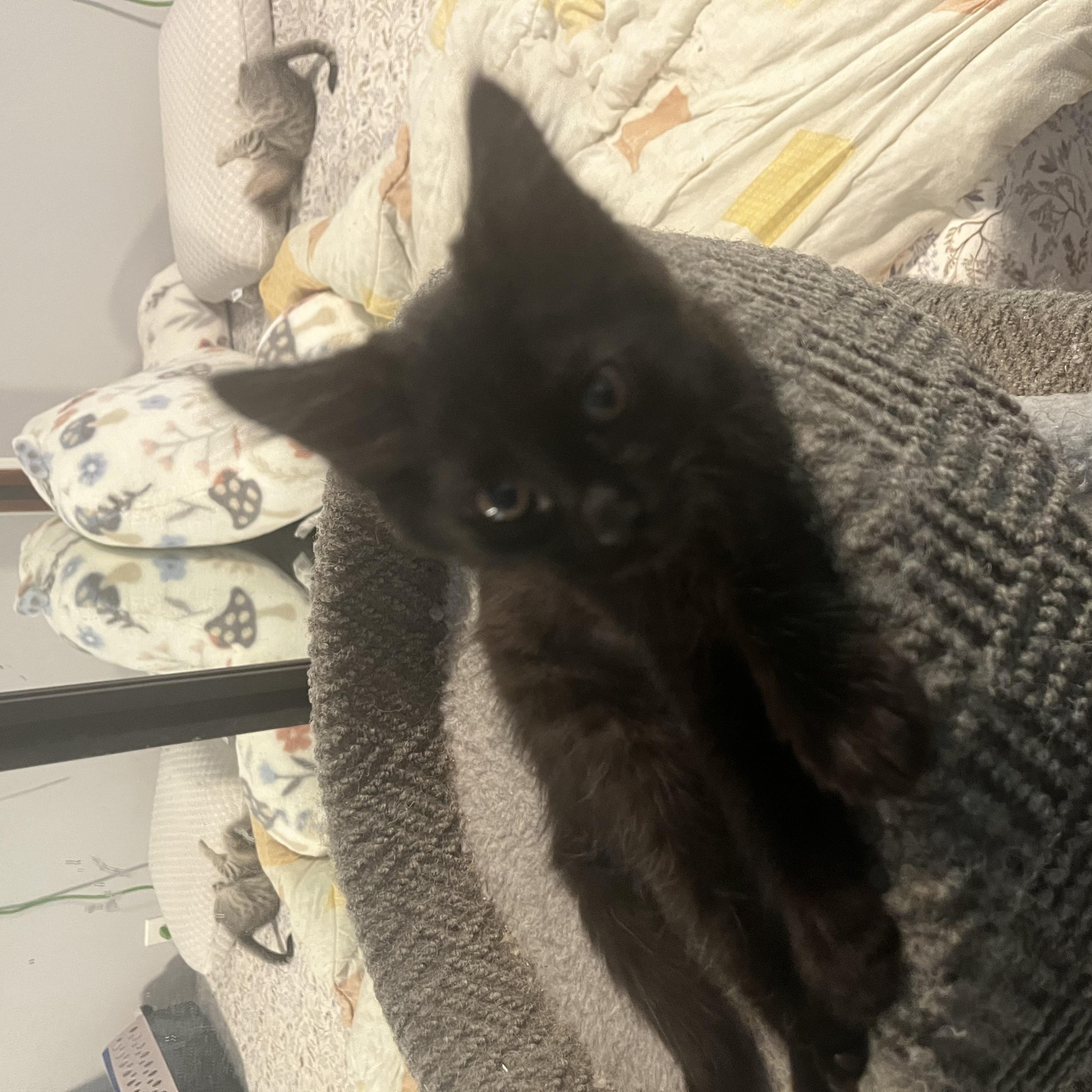 Enlarge Frijoles, a ADOPTABLE Domestic Short Hair in Oakley, CA image 2/2