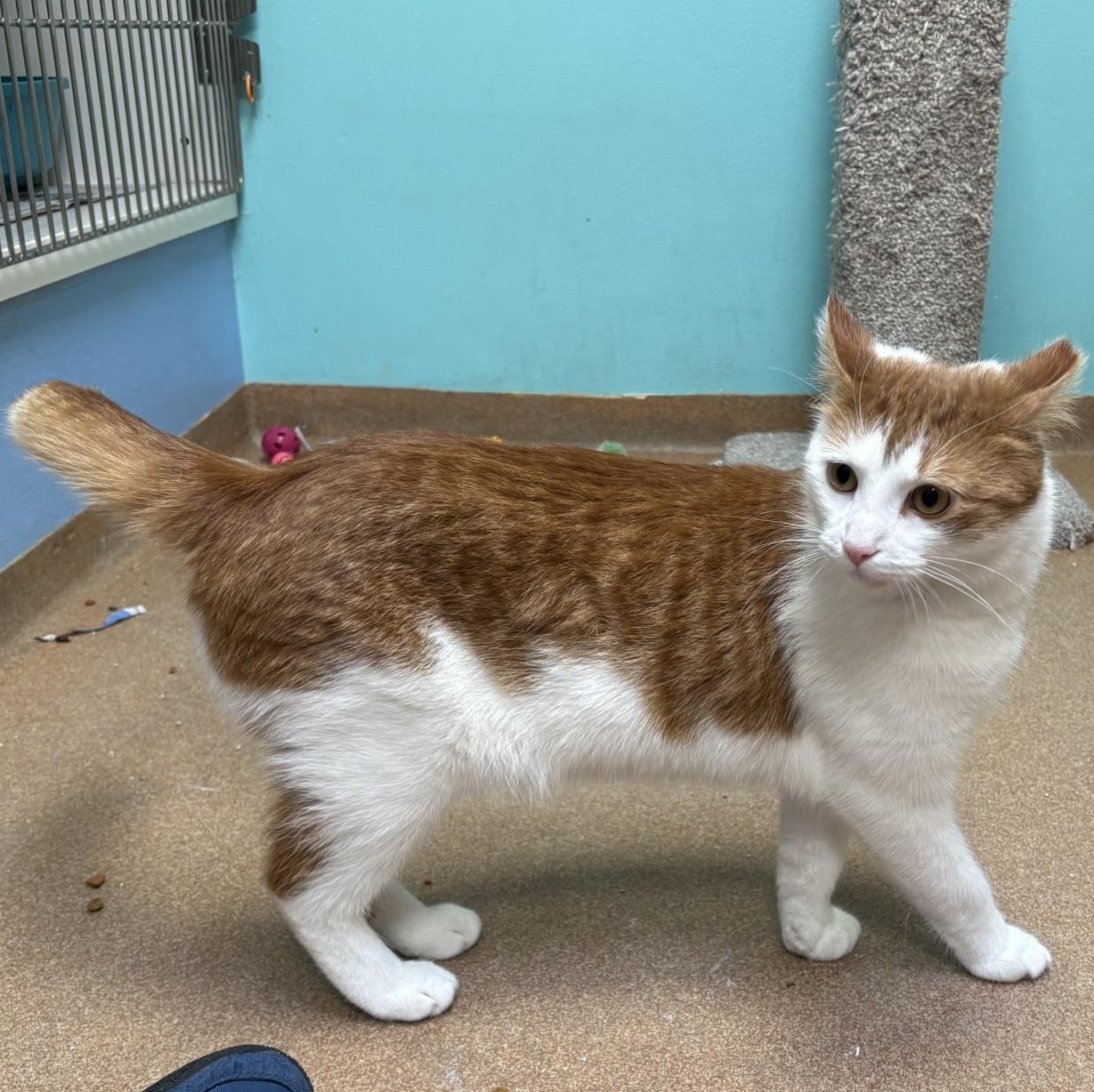 Enlarge Julius, a ADOPTABLE Domestic Short Hair in Norwalk, CT image 3/3