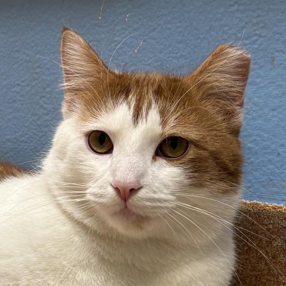 Enlarge Julius, a ADOPTABLE Domestic Short Hair in Norwalk, CT image 1/3
