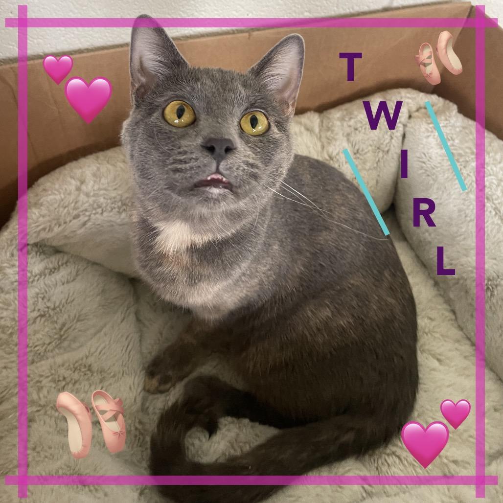 Enlarge Twirl, a Adoptable mixed breed in Rocky Mount, VA image 1/6