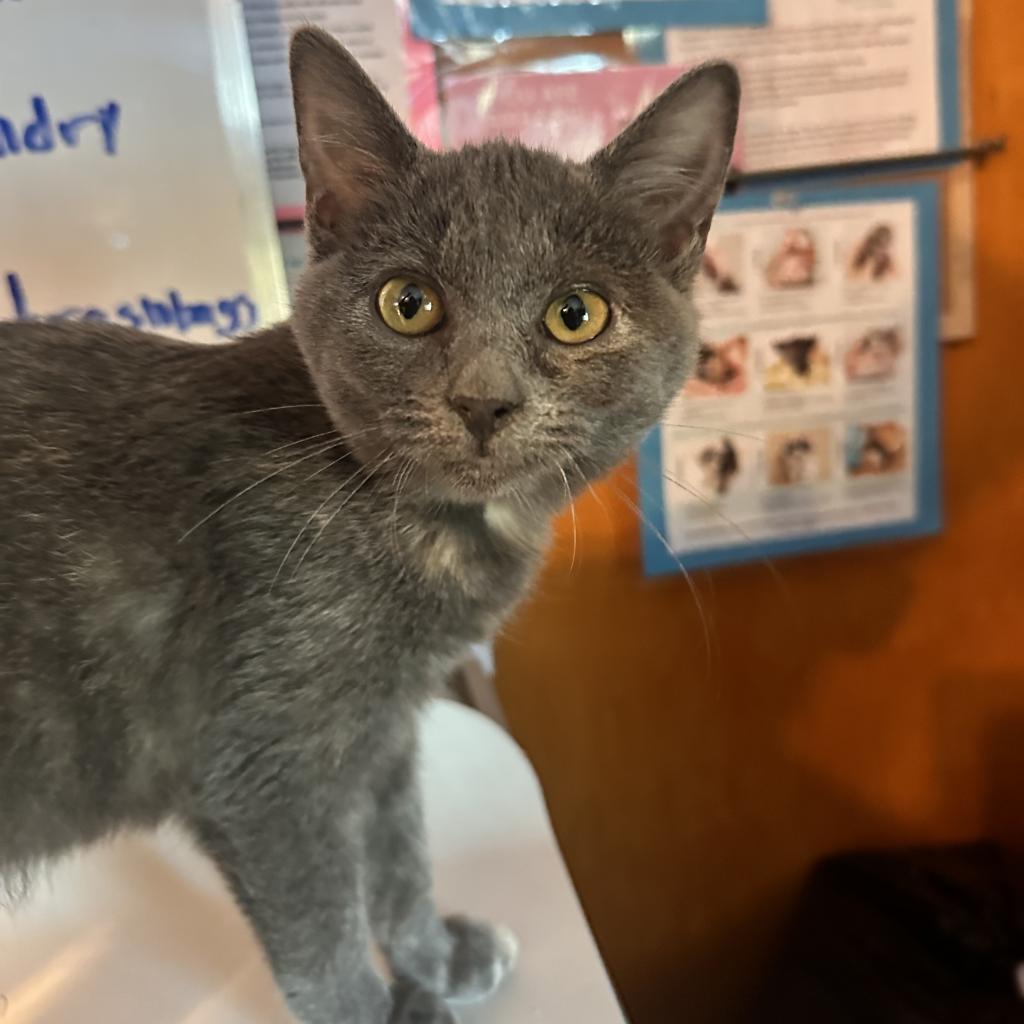 Enlarge Twirl, a Adoptable mixed breed in Rocky Mount, VA image 2/6