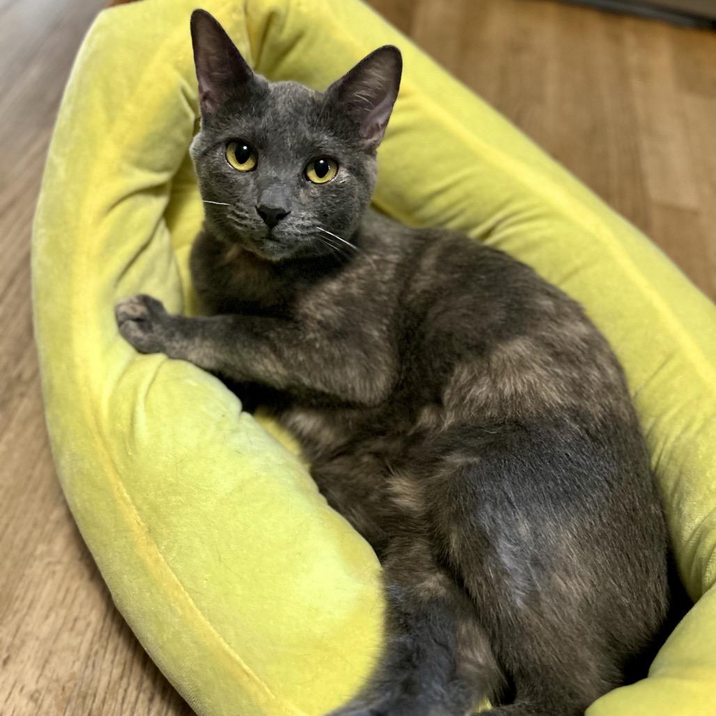 Twirl, a Adoptable mixed breed in Rocky Mount, VA image 3/6