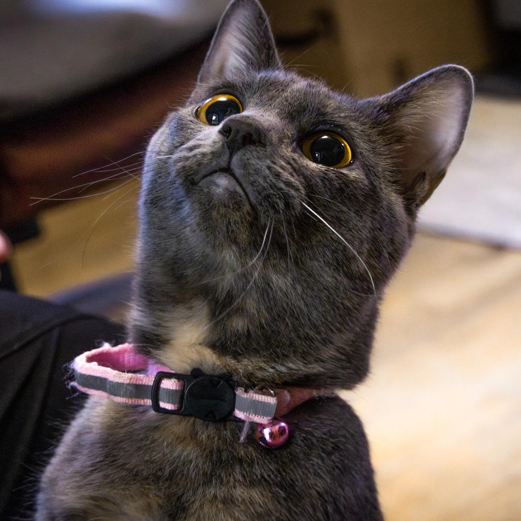 Enlarge Twirl, a Adoptable mixed breed in Rocky Mount, VA image 3/6