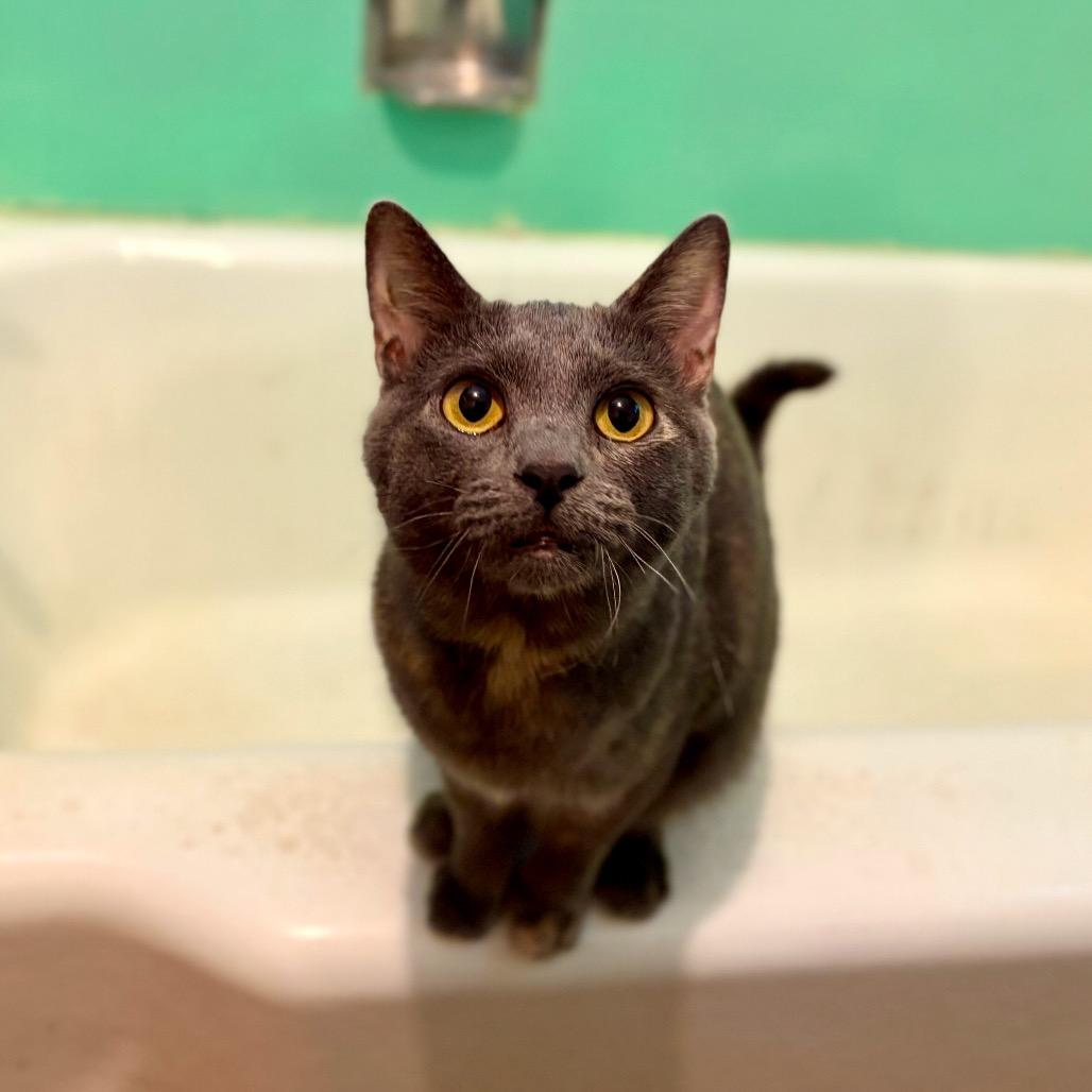 Enlarge Twirl, a Adoptable mixed breed in Rocky Mount, VA image 5/6