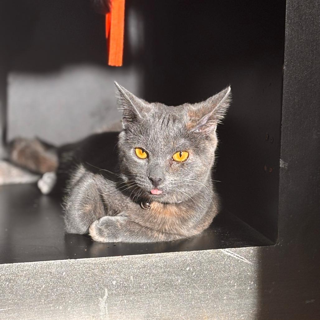 Enlarge Twirl, a Adoptable mixed breed in Rocky Mount, VA image 6/6