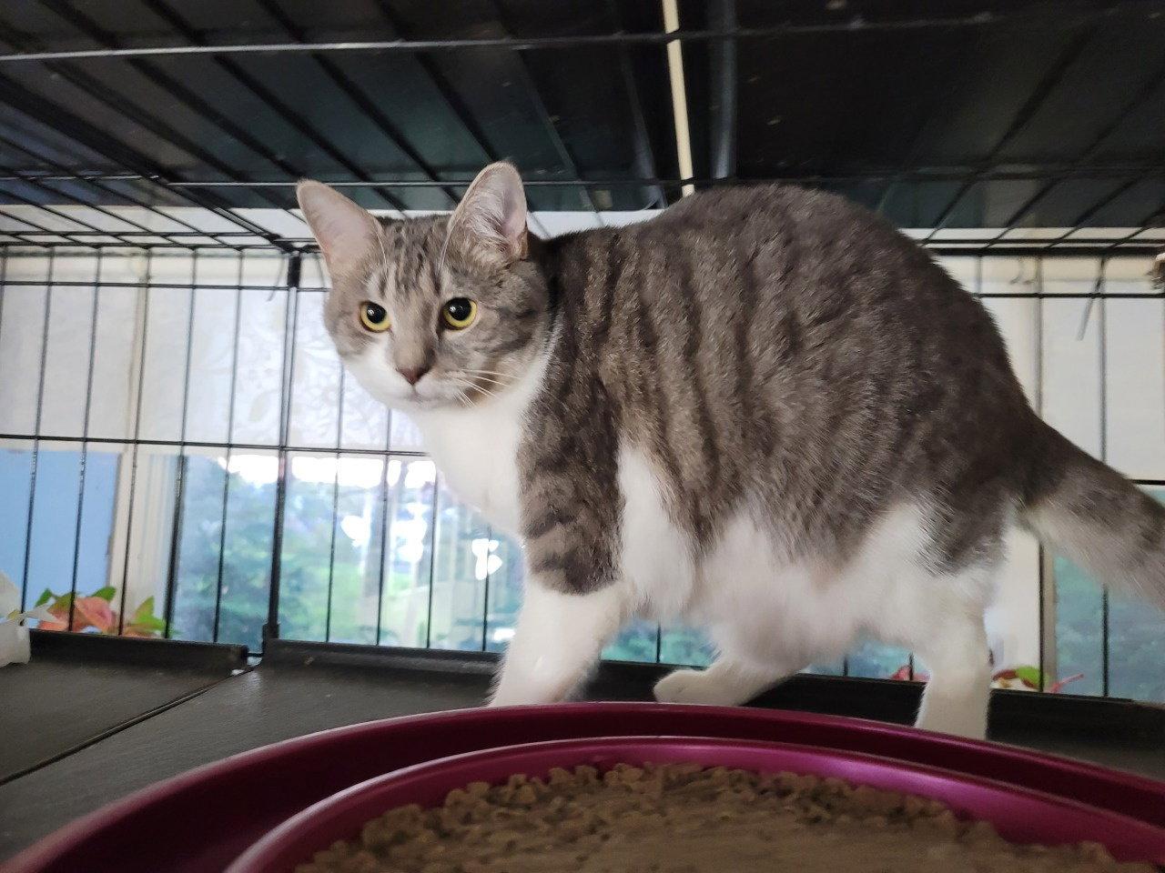 Gretta 5604, Adoptable, Young Female Domestic Short Hair & Tabby.