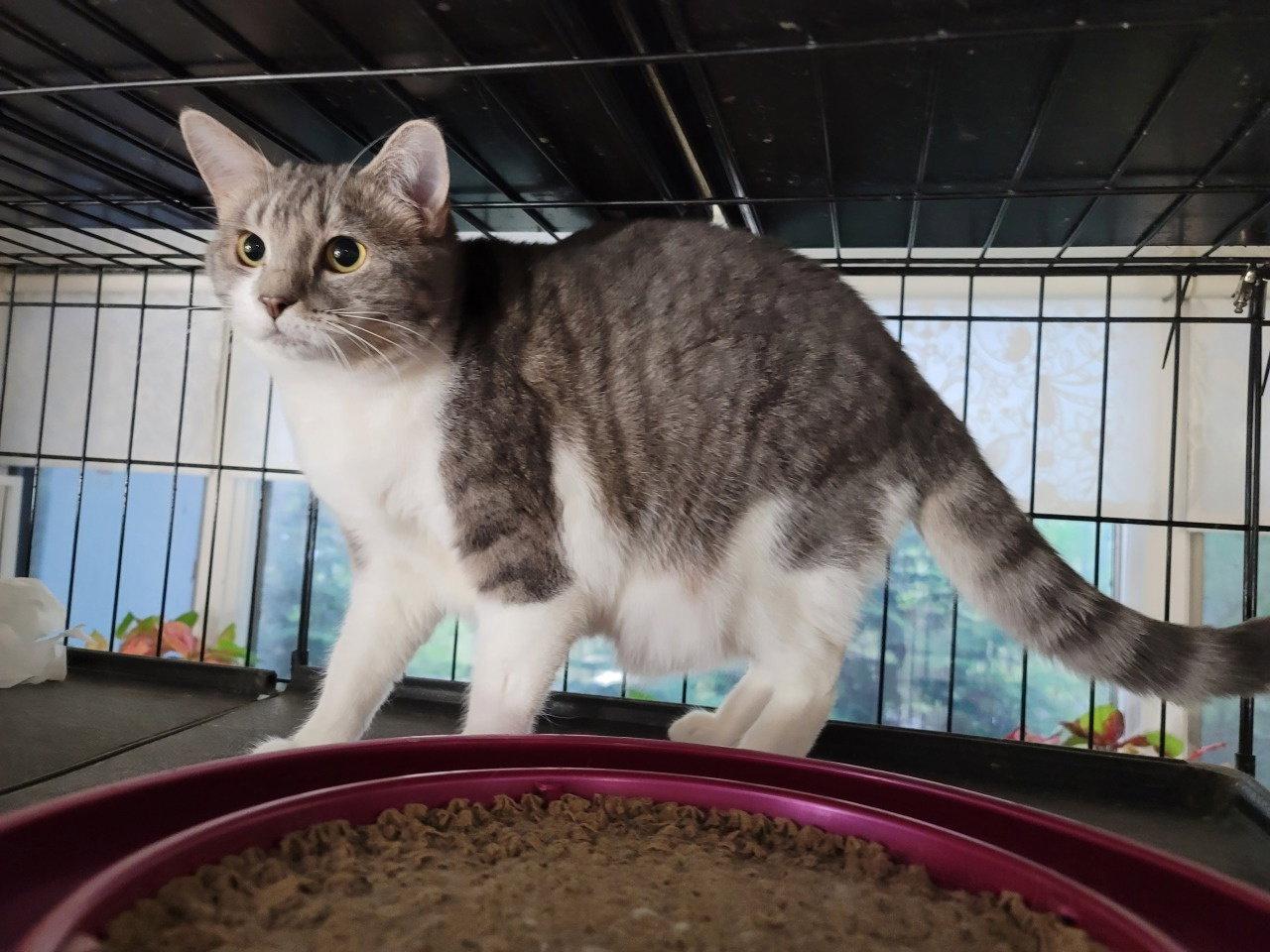Enlarge Gretta 5604, a Adoptable mixed breed in Locust Grove, VA image 2/2