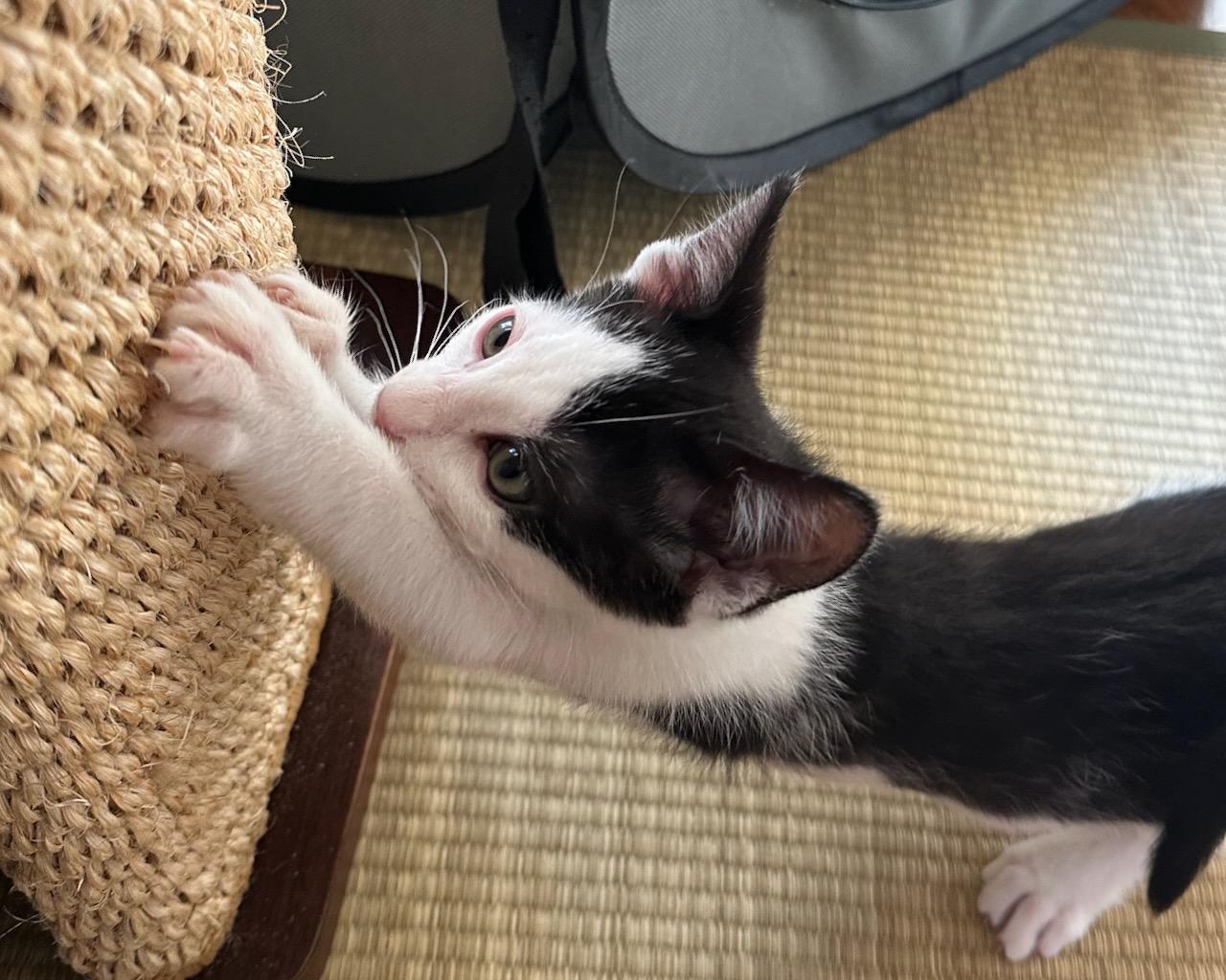 Kiwi, Adoptable, Kitten Male Domestic Short Hair.